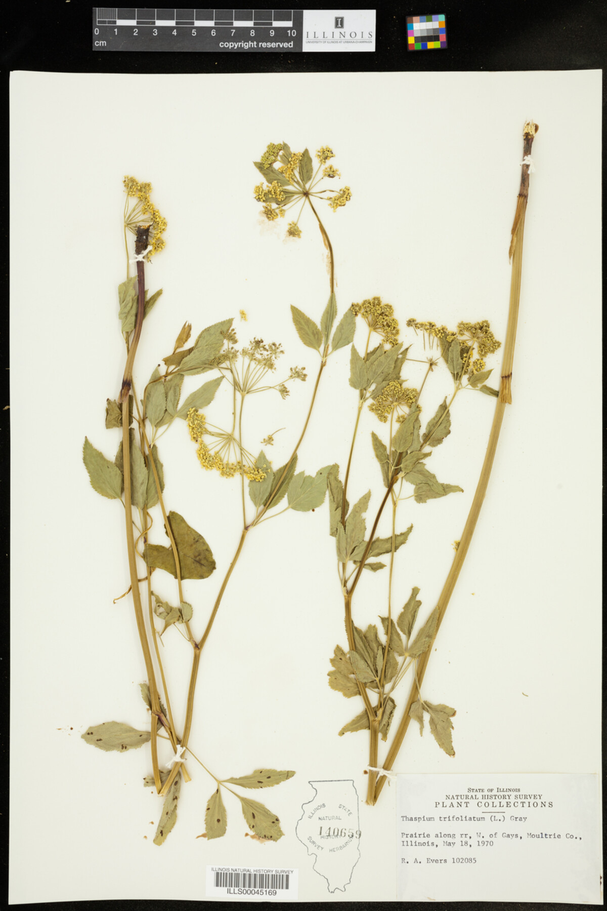 Thaspium trifoliatum image