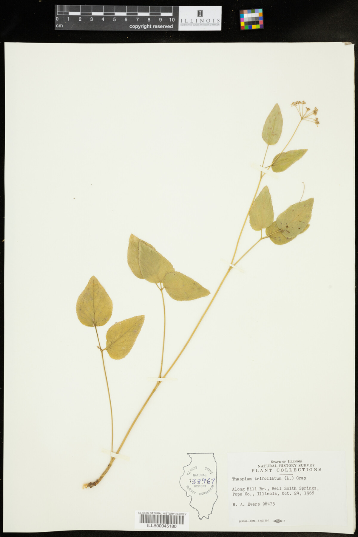 Thaspium trifoliatum image