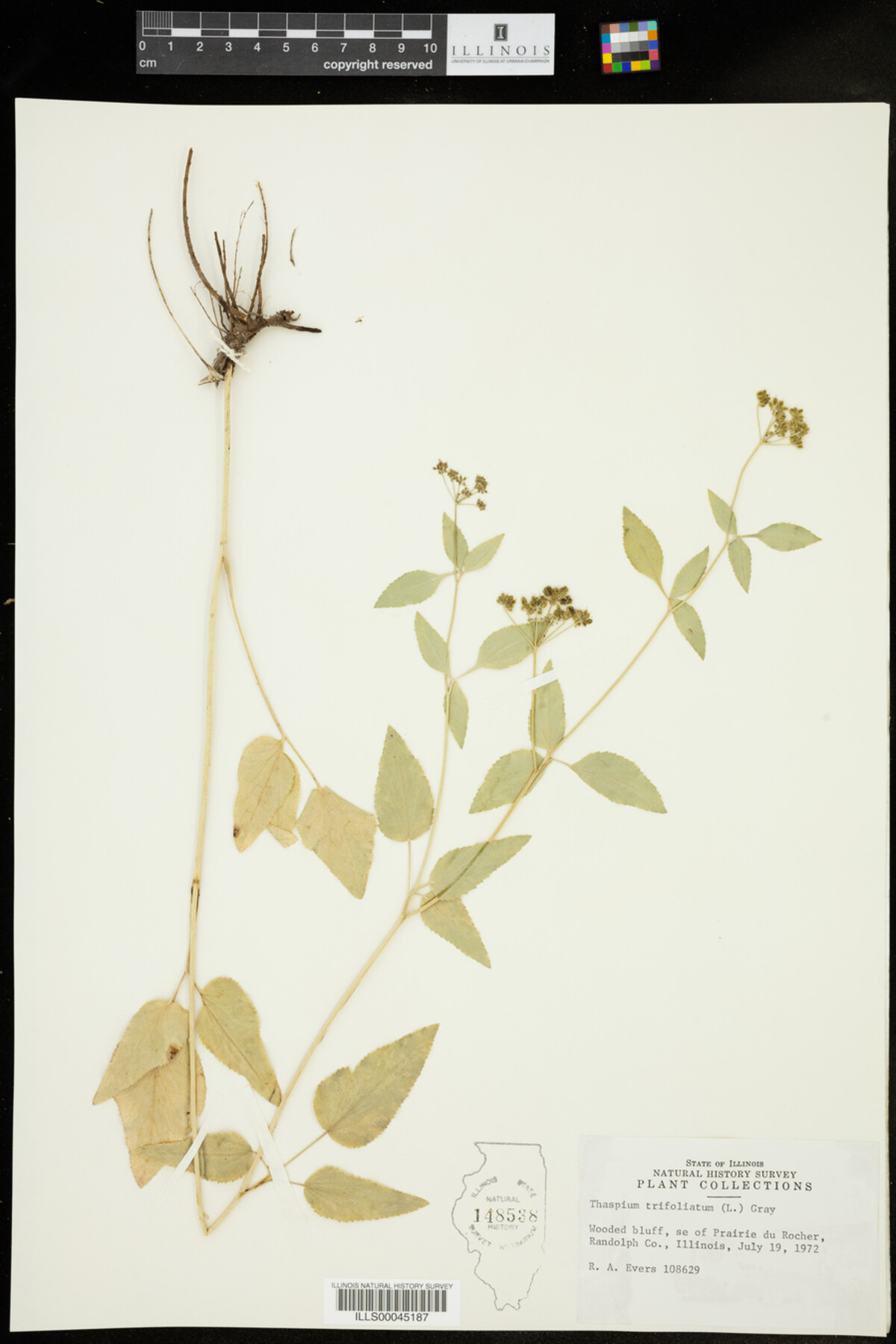 Thaspium image