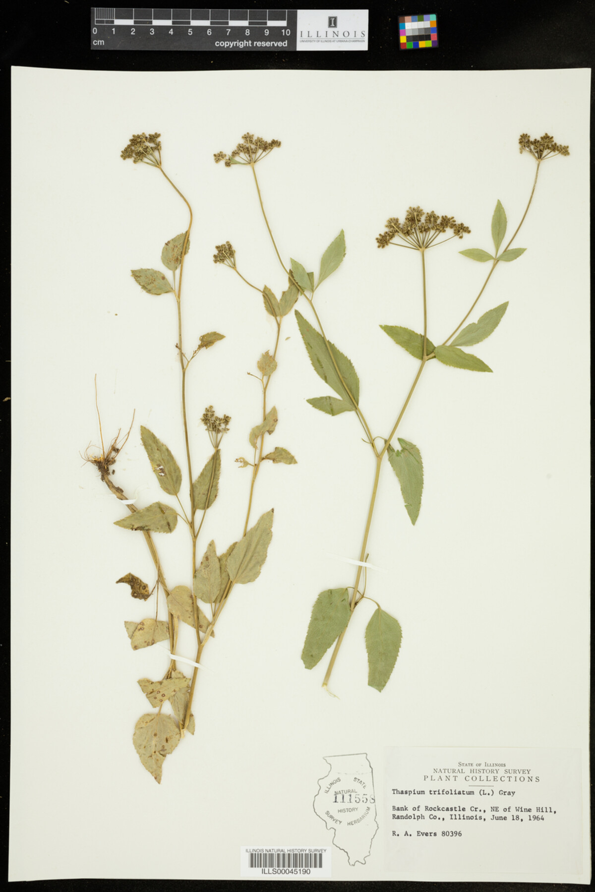 Thaspium trifoliatum image