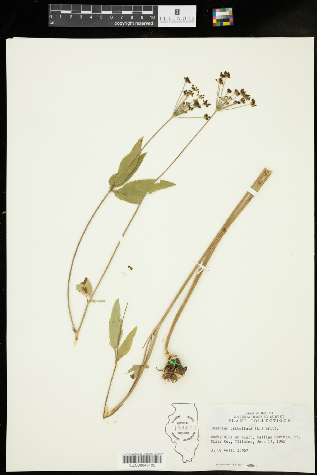 Thaspium trifoliatum image