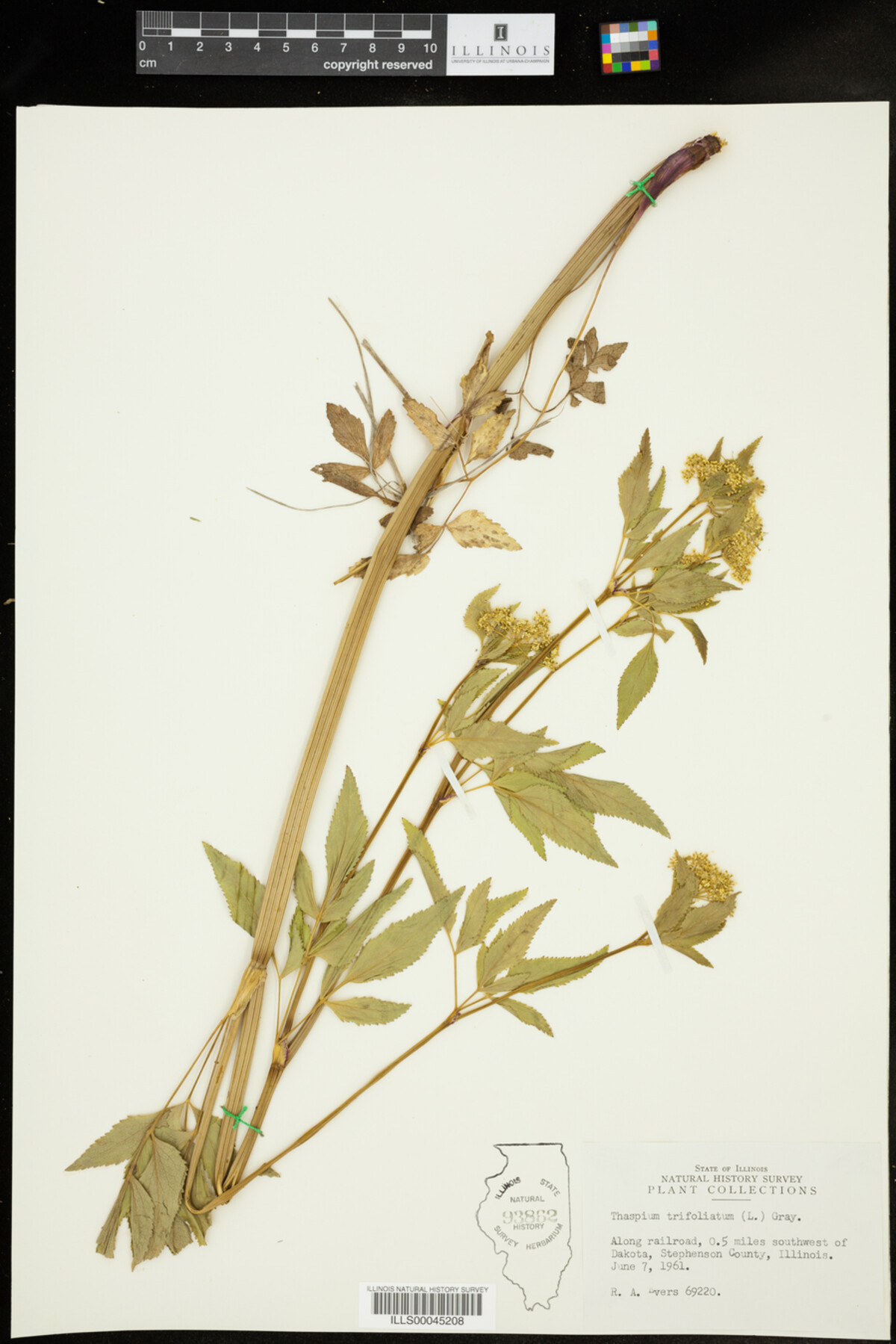 Thaspium trifoliatum image