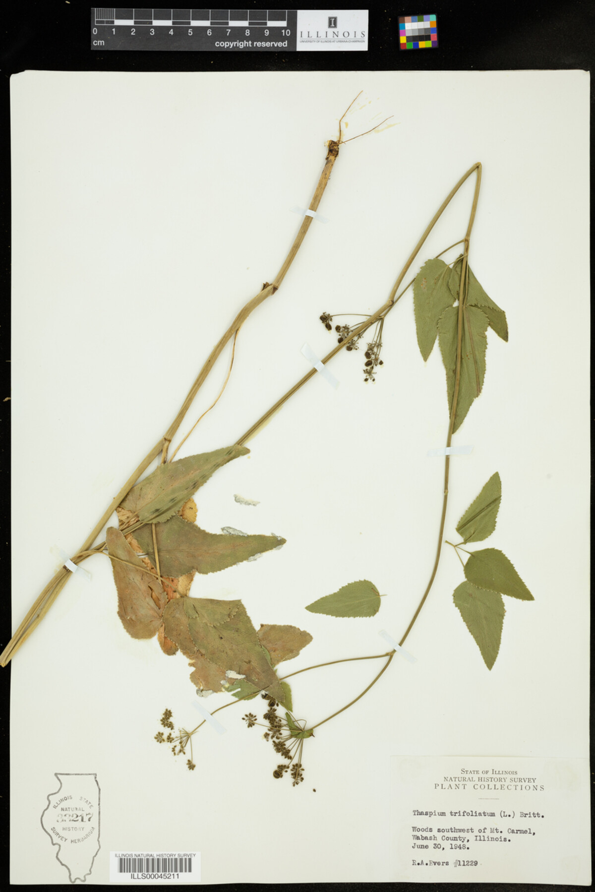 Thaspium trifoliatum image