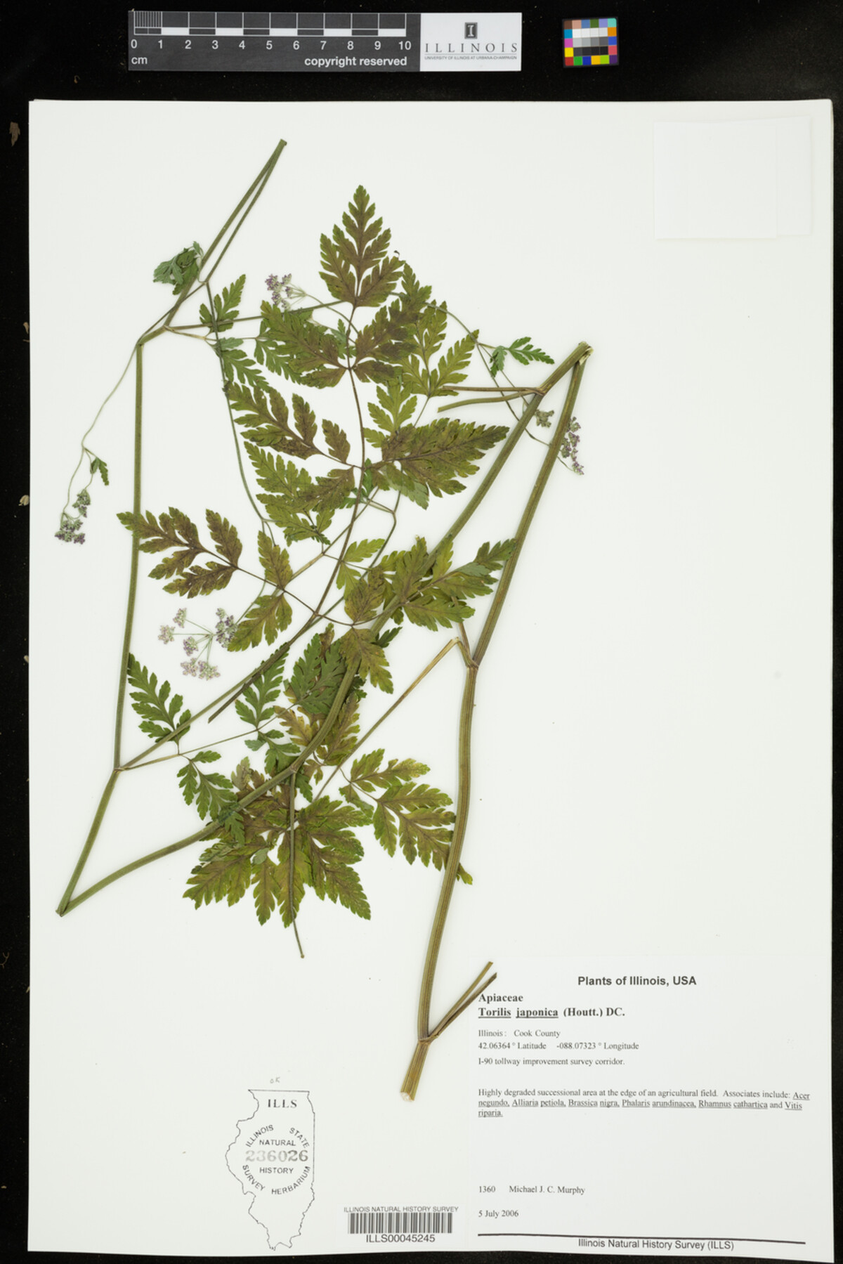 Torilis japonica image