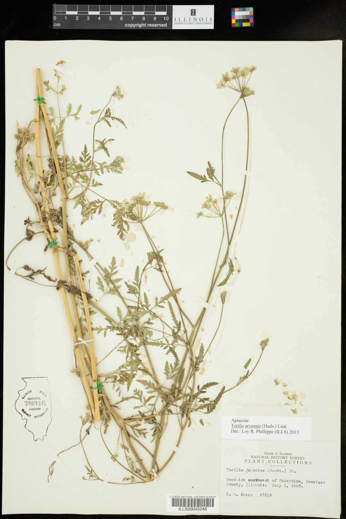 Torilis arvensis image
