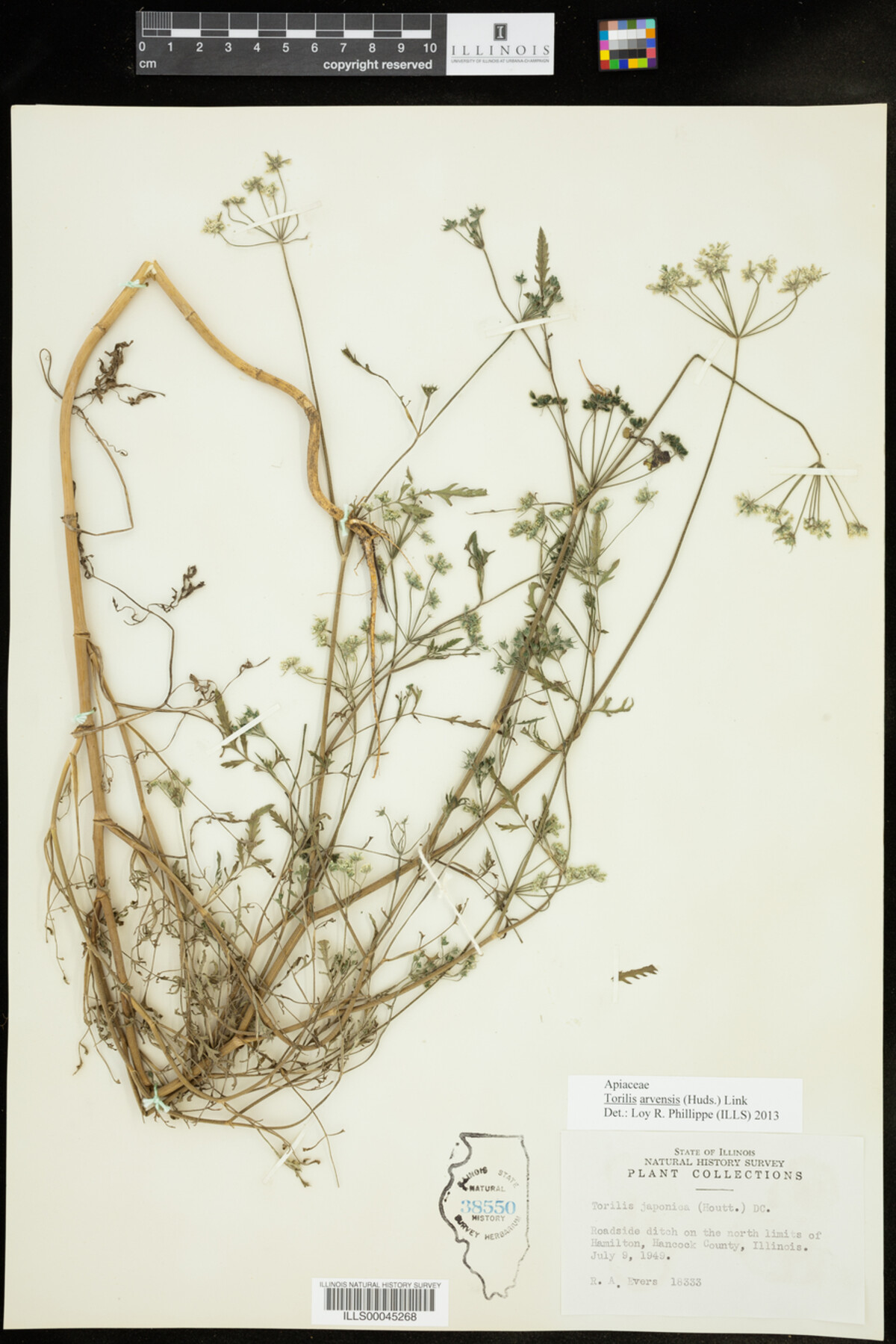 Torilis arvensis image