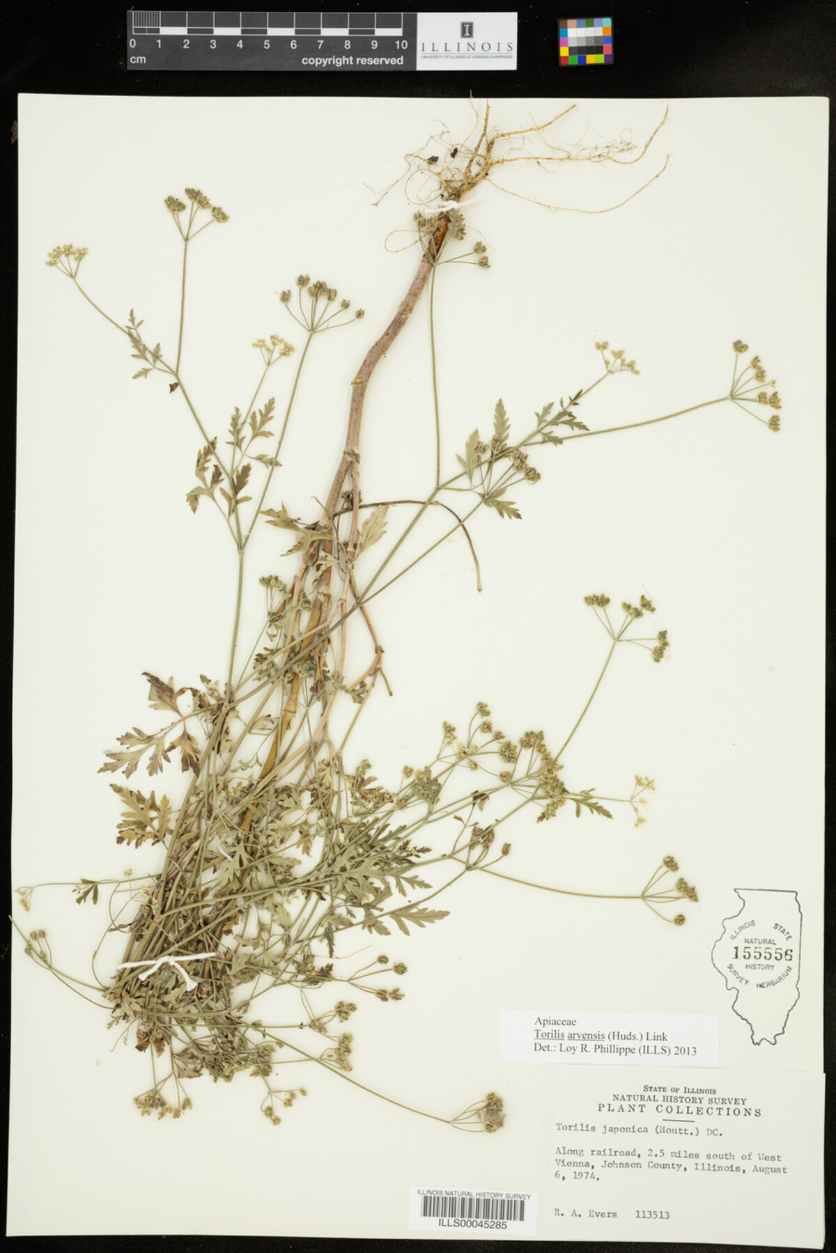 Torilis arvensis image