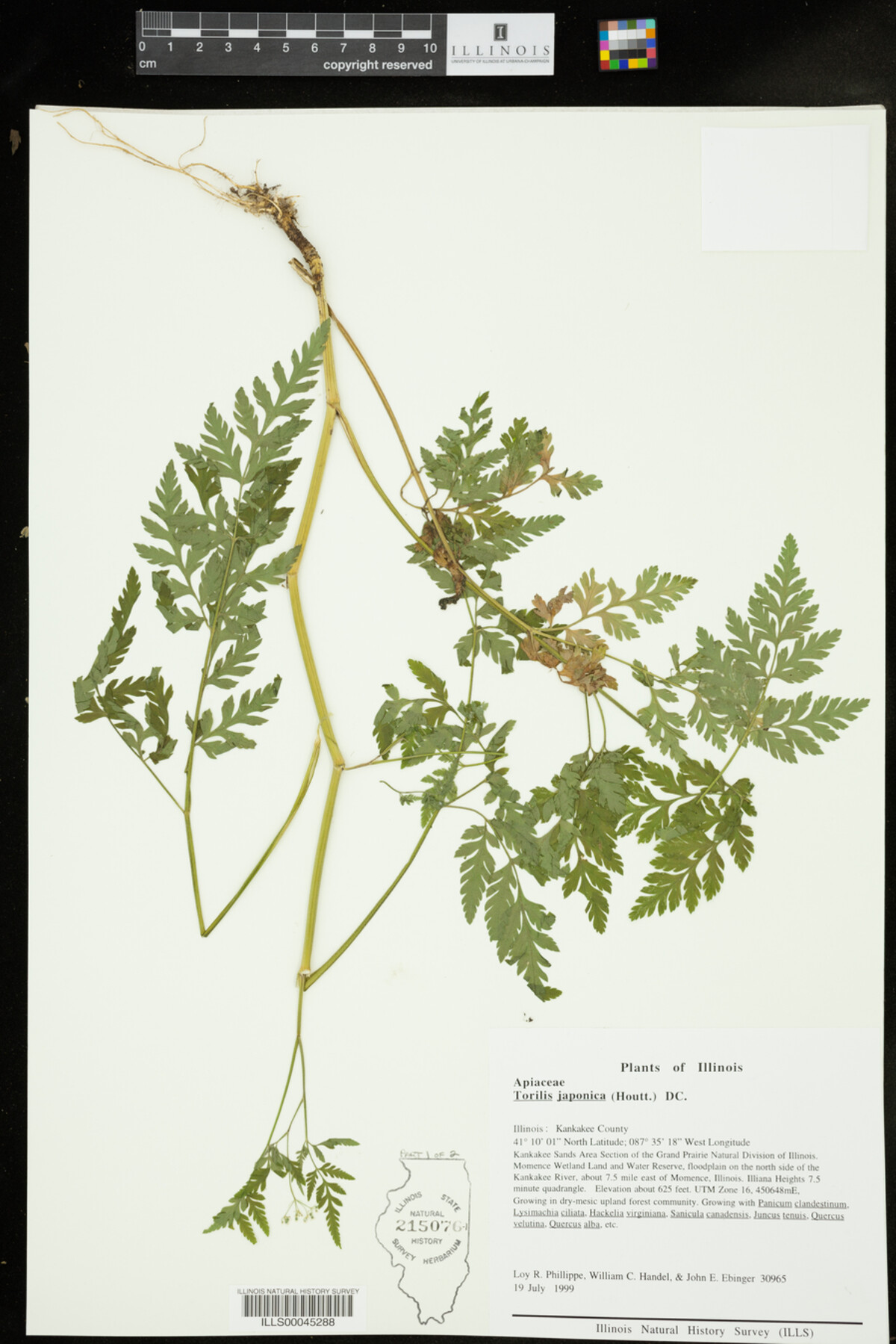 Torilis japonica image