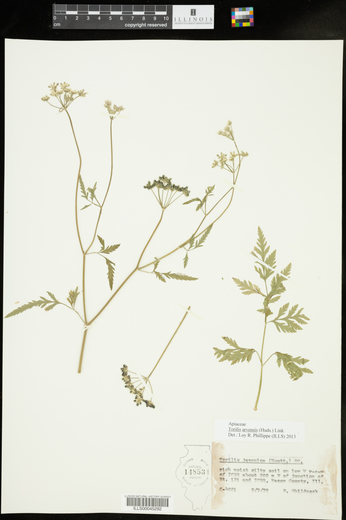 Torilis arvensis image