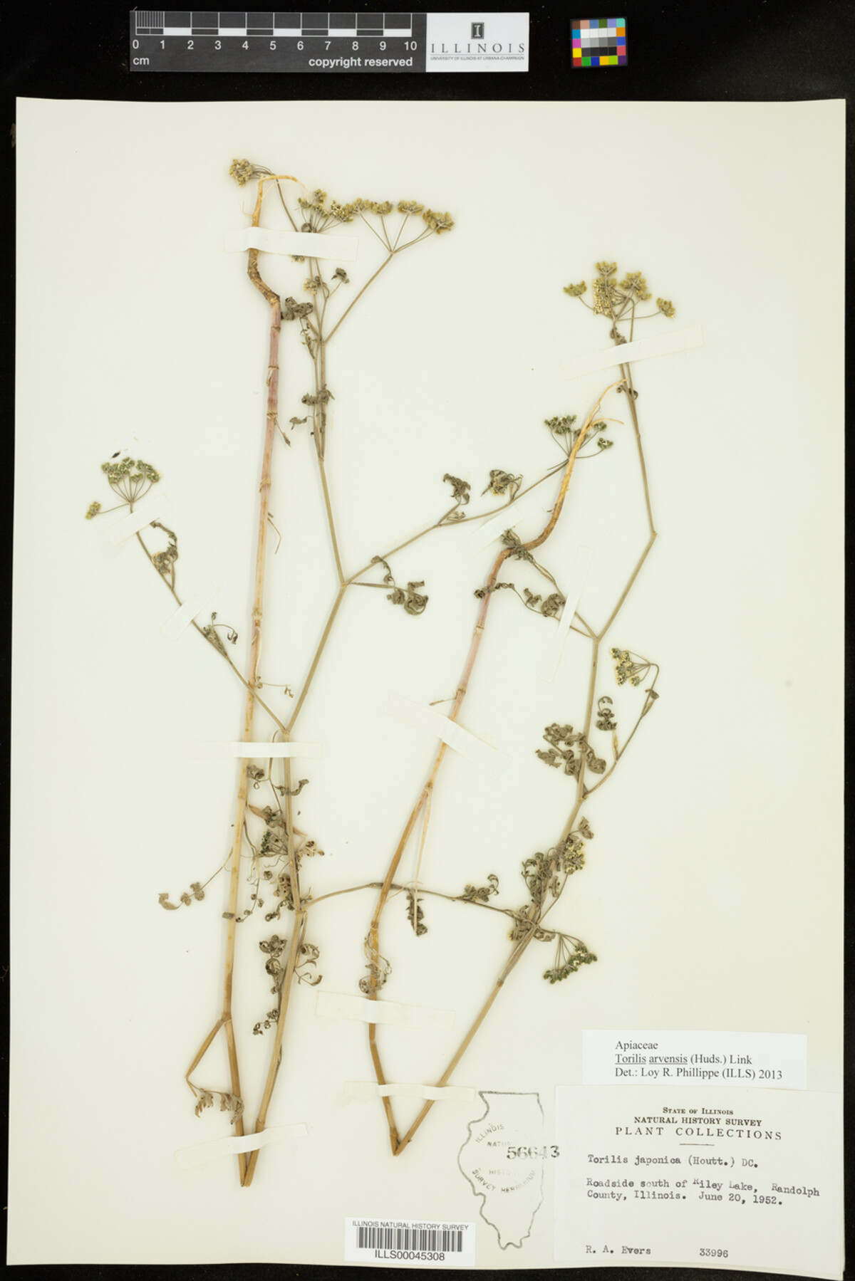 Torilis arvensis image