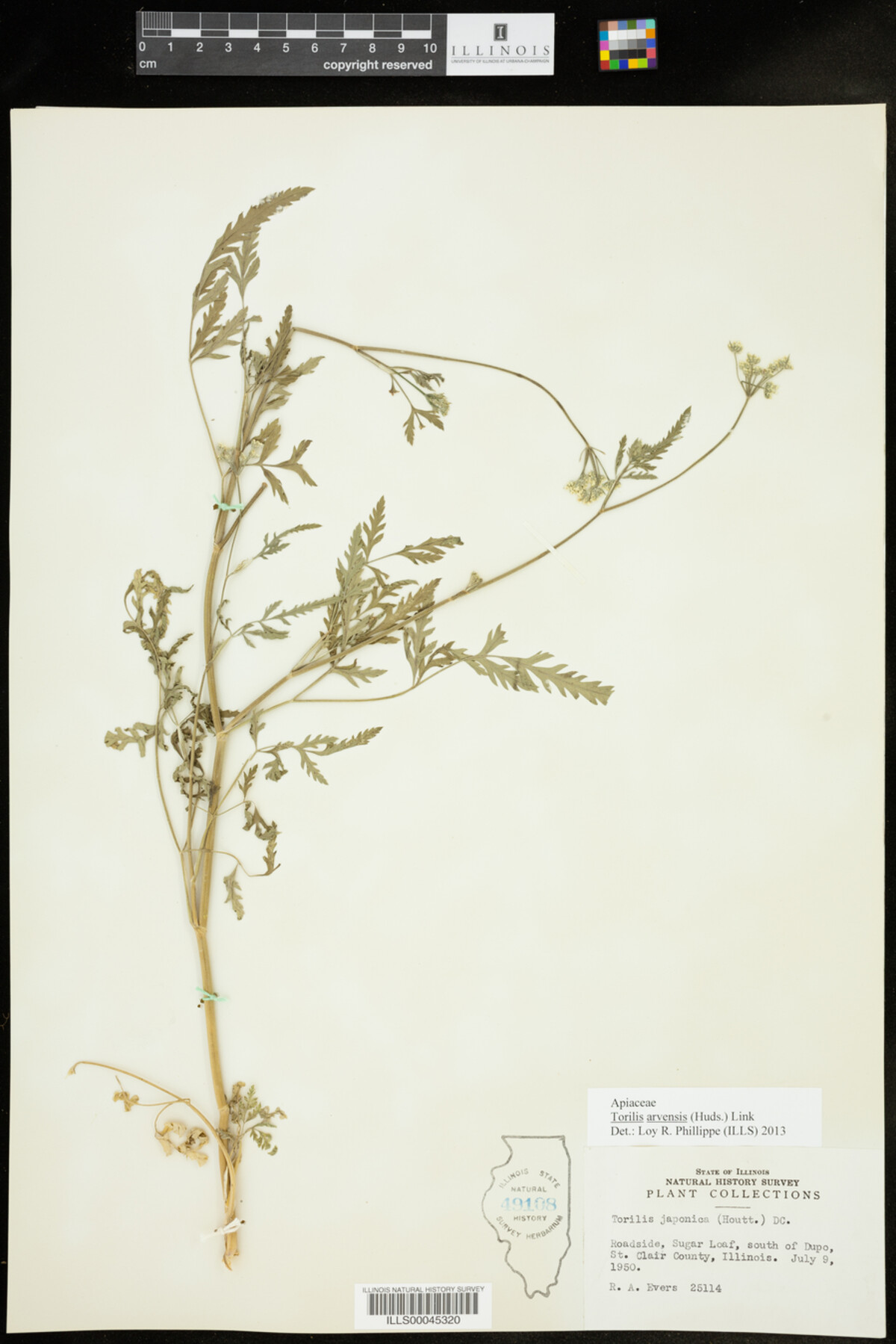 Torilis arvensis image
