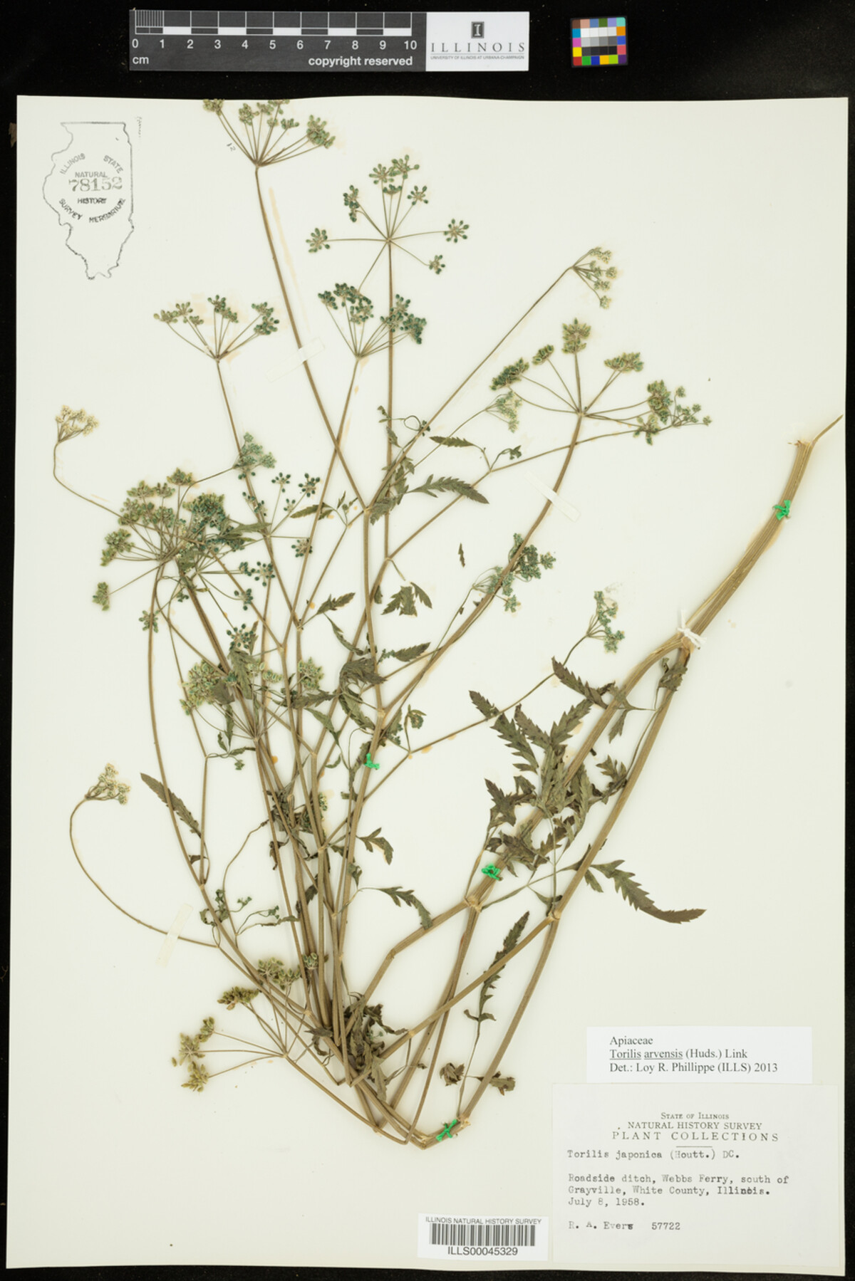 Torilis arvensis image