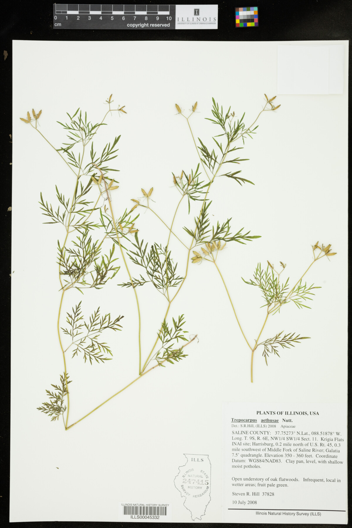 Trepocarpus aethusae image