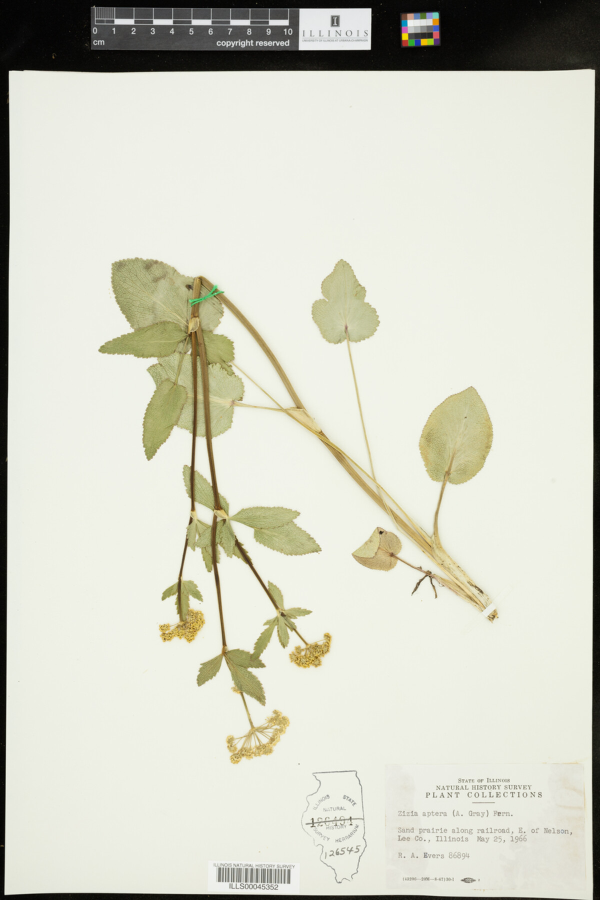 Zizia aptera image