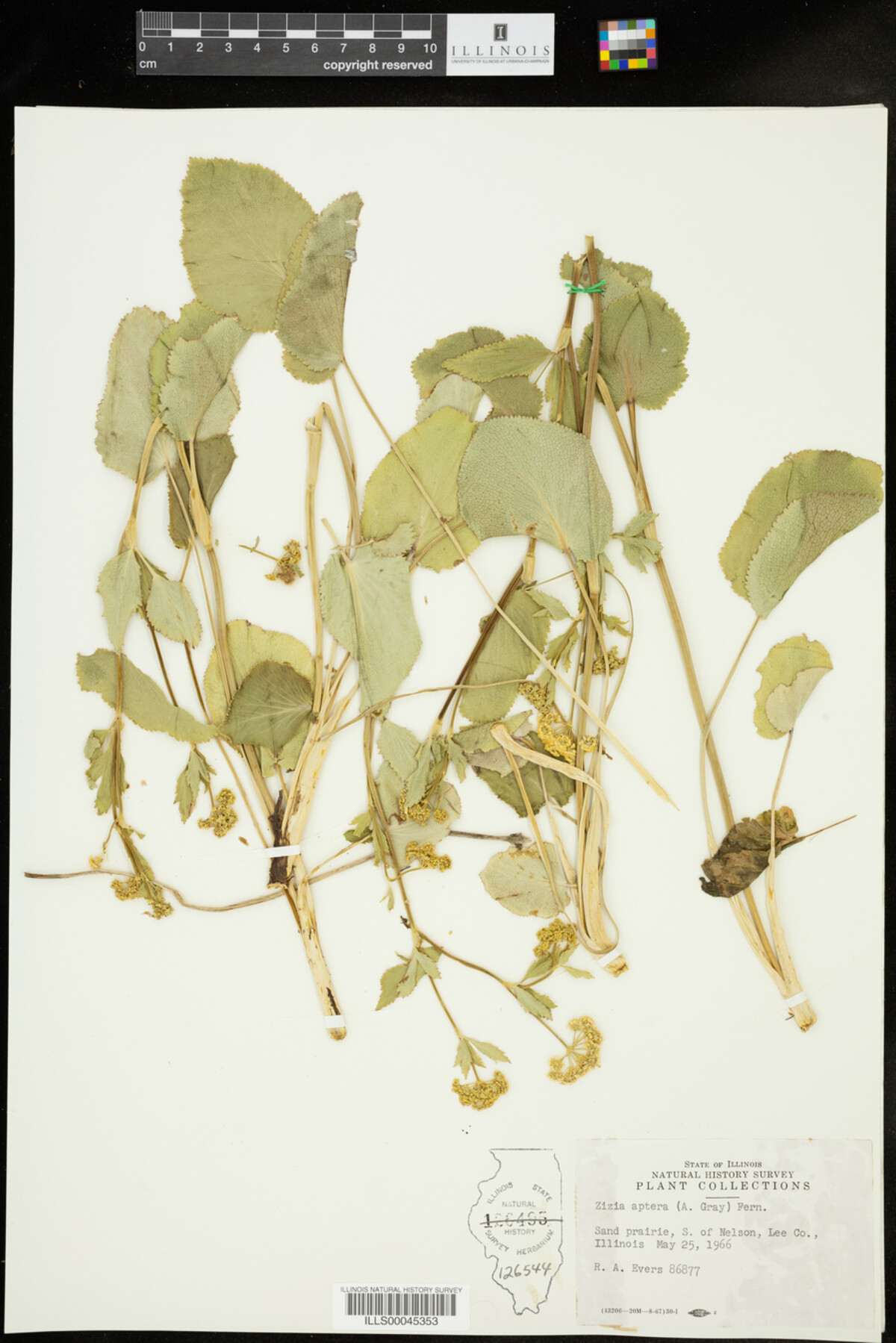 Zizia aptera image