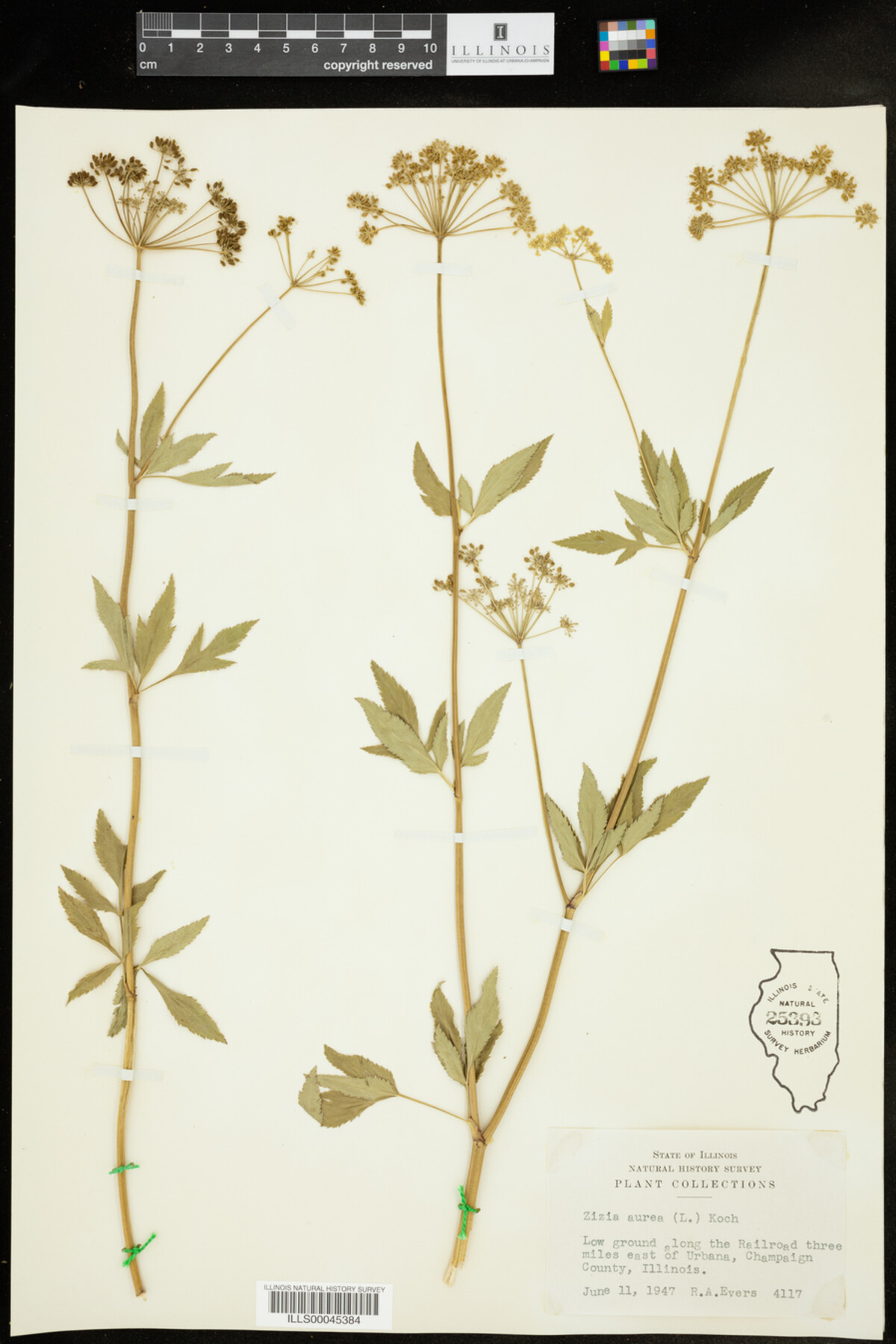 Zizia aurea image