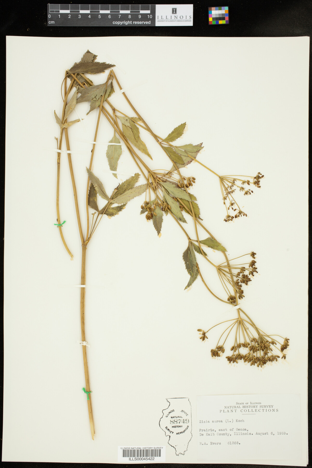 Zizia image