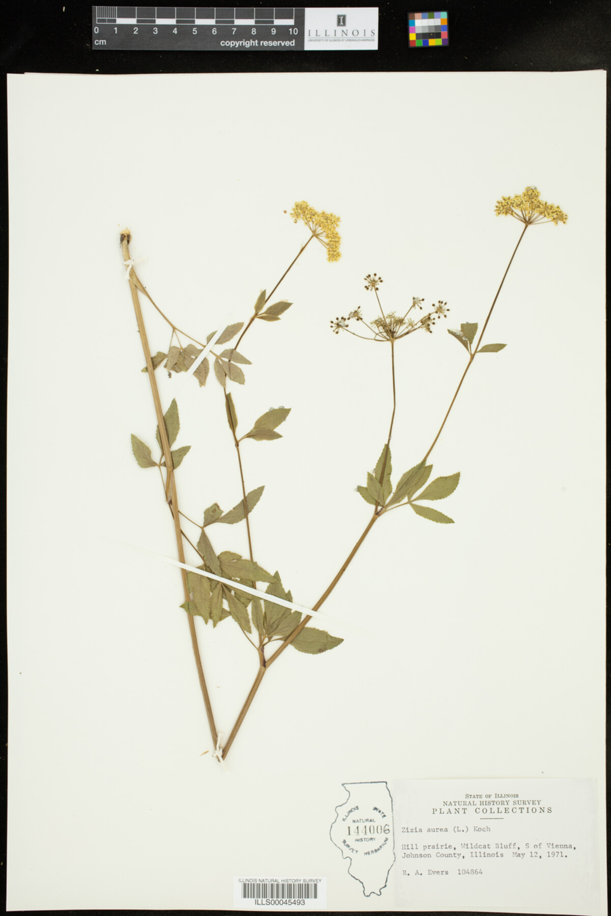 Apiaceae image