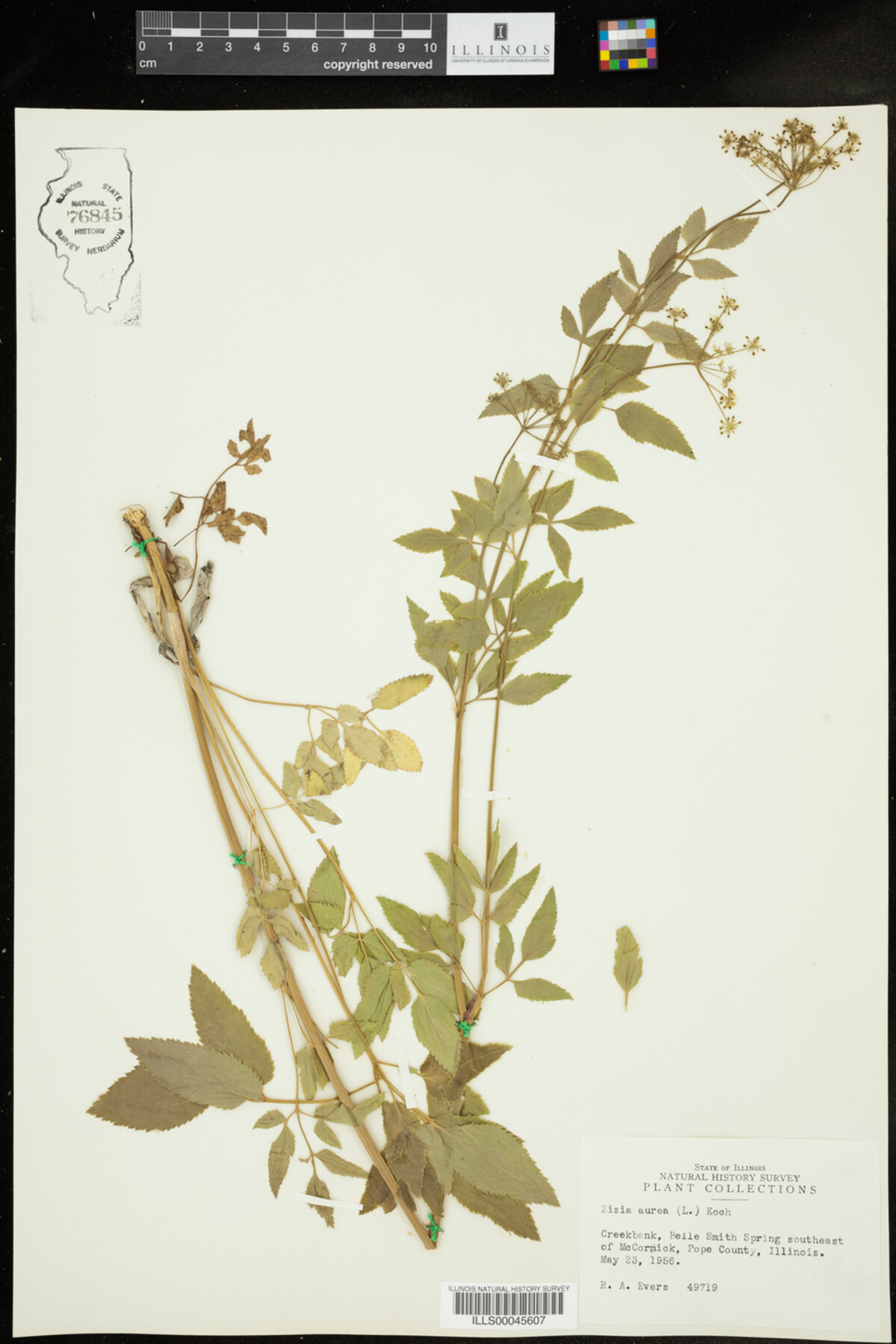 Zizia aurea image