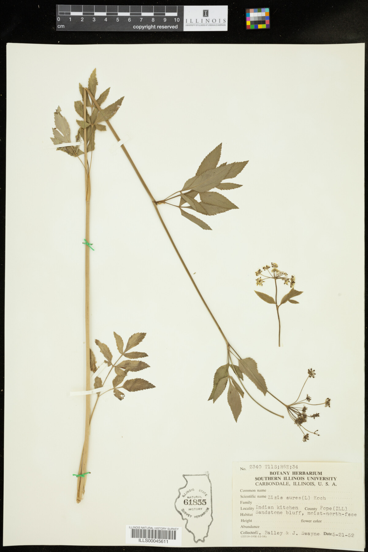 Zizia aurea image