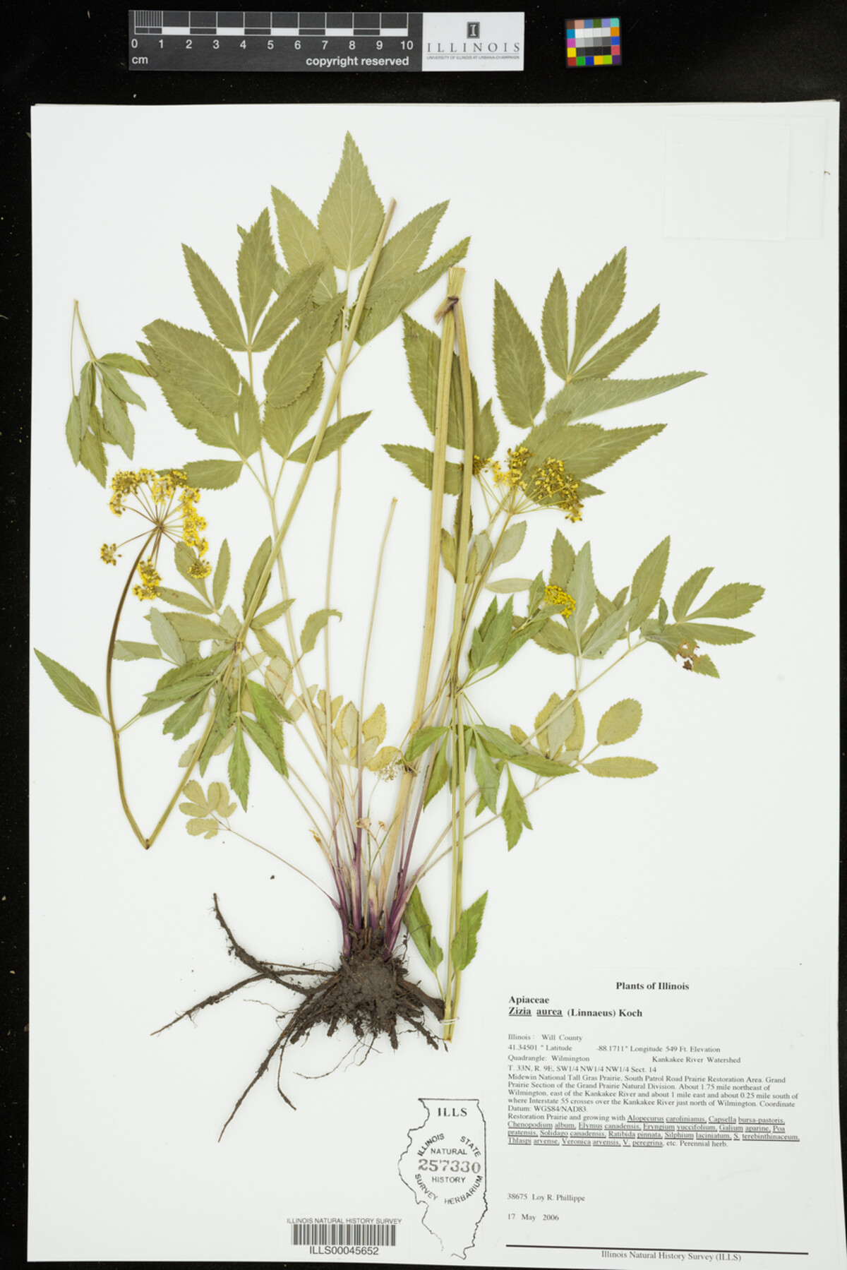 Zizia aurea image