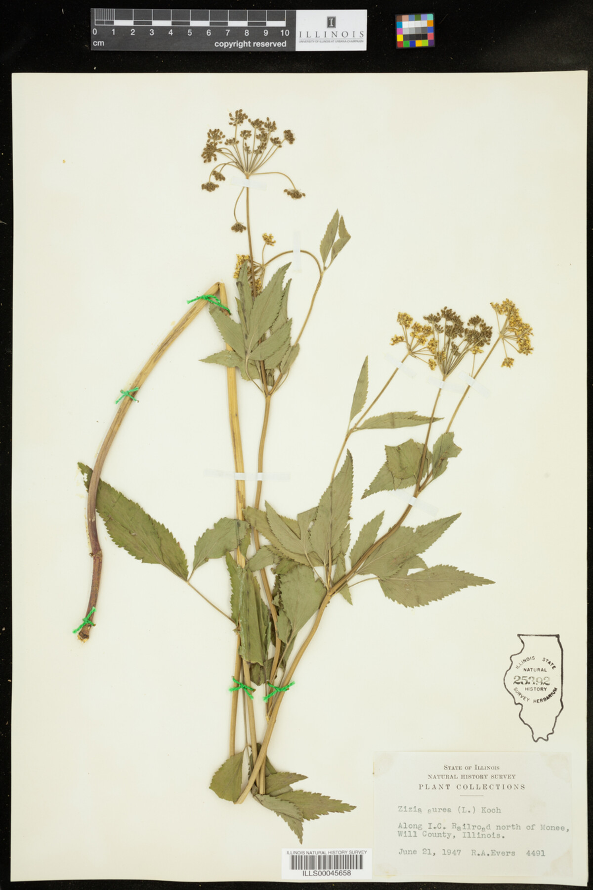 Zizia aurea image
