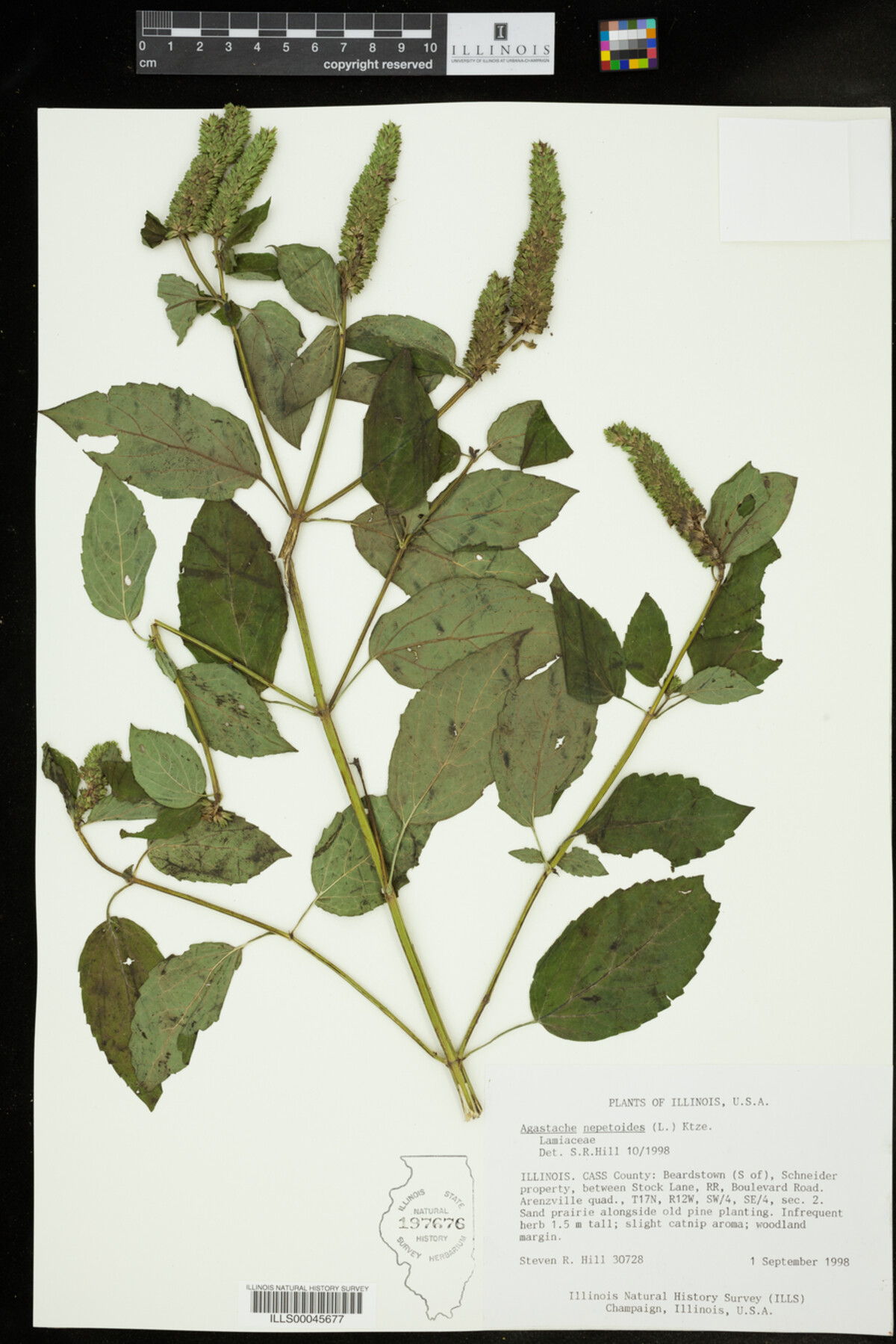 Agastache nepetoides image