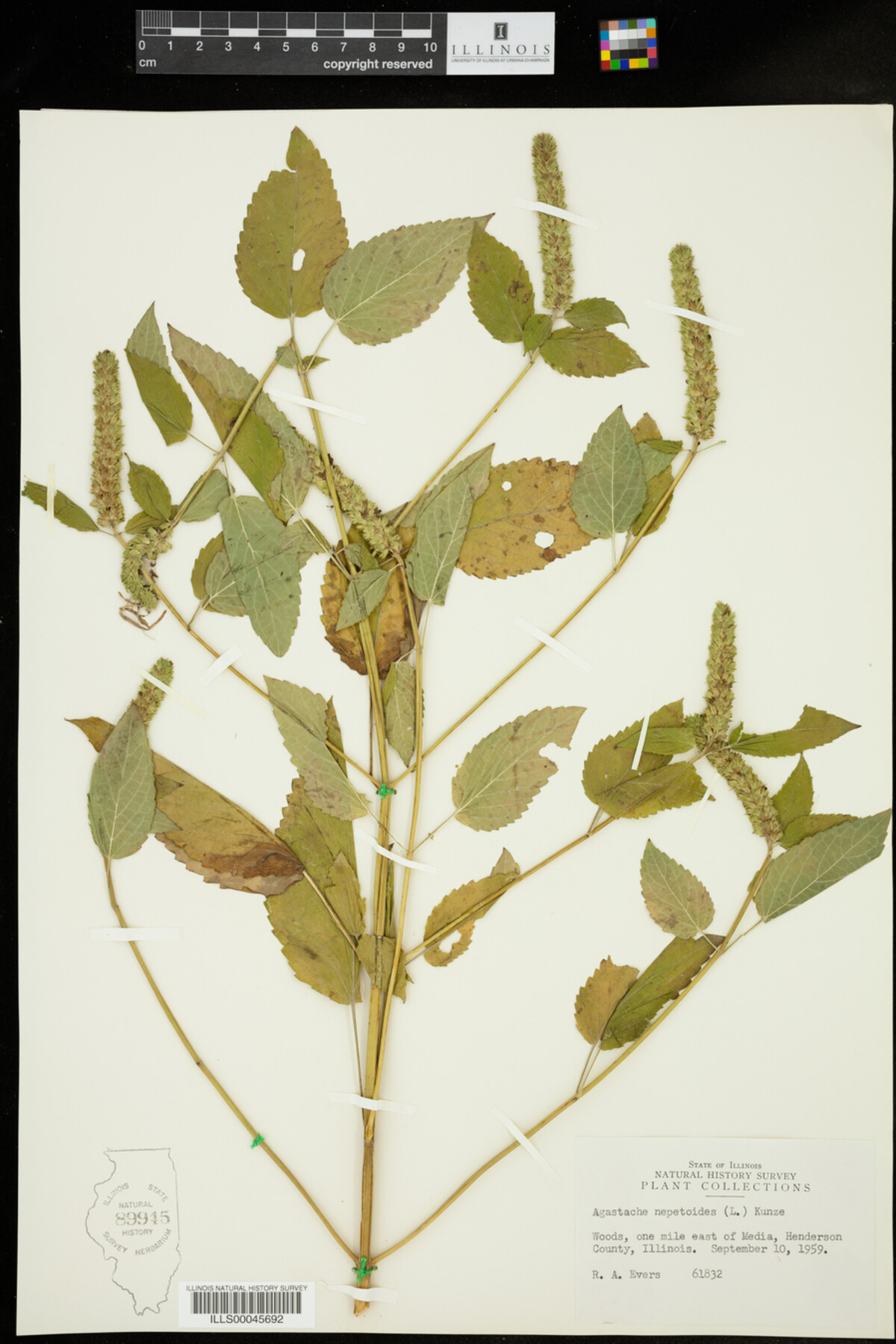 Agastache nepetoides image