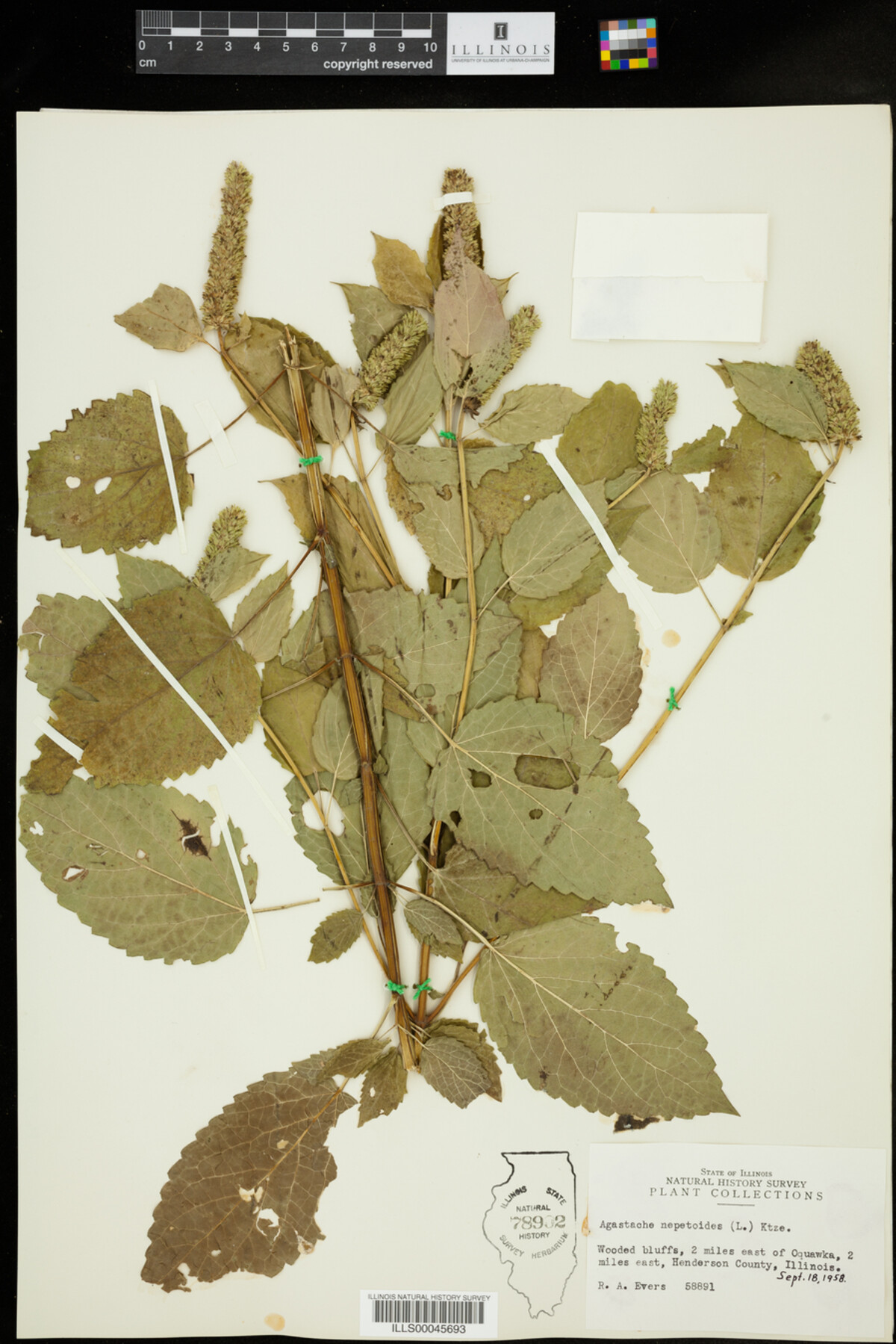 Agastache nepetoides image