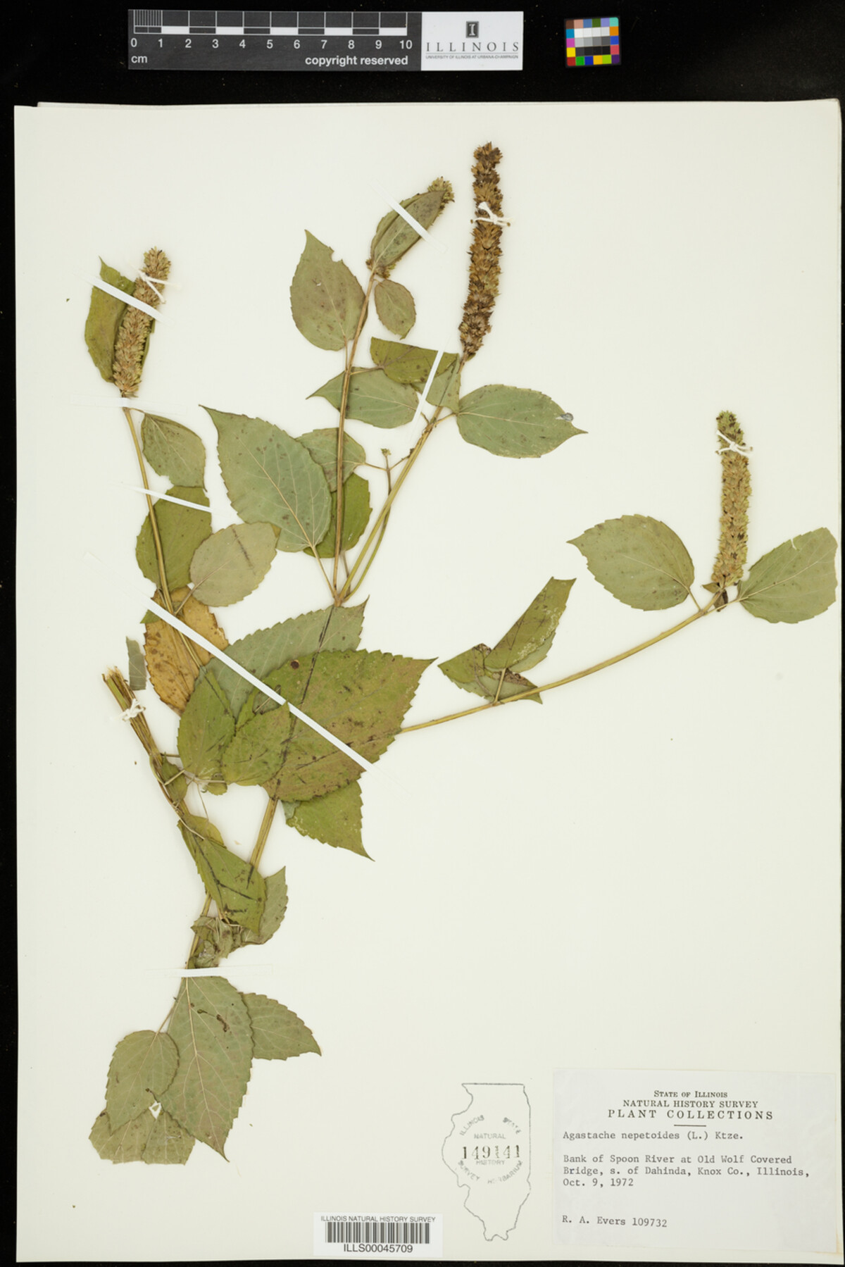 Agastache nepetoides image