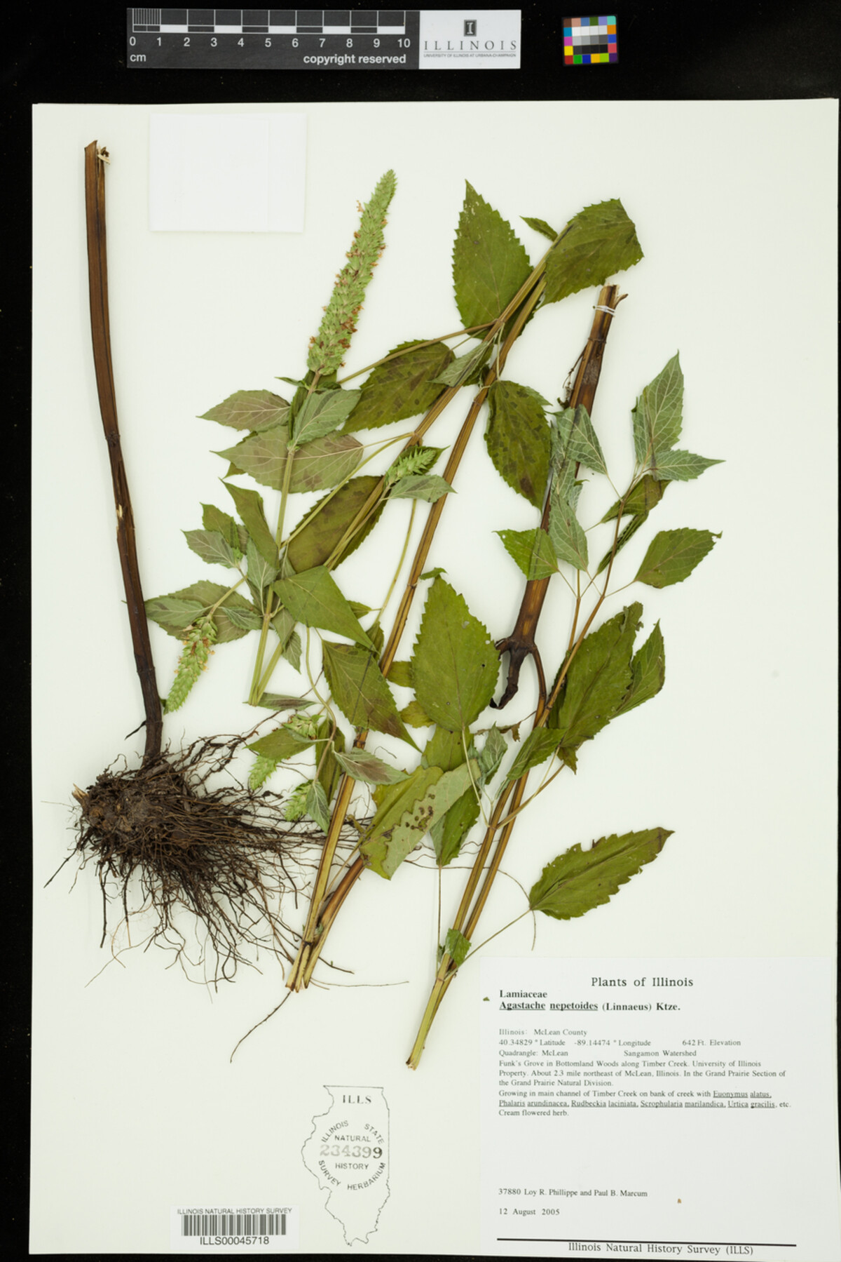 Agastache nepetoides image
