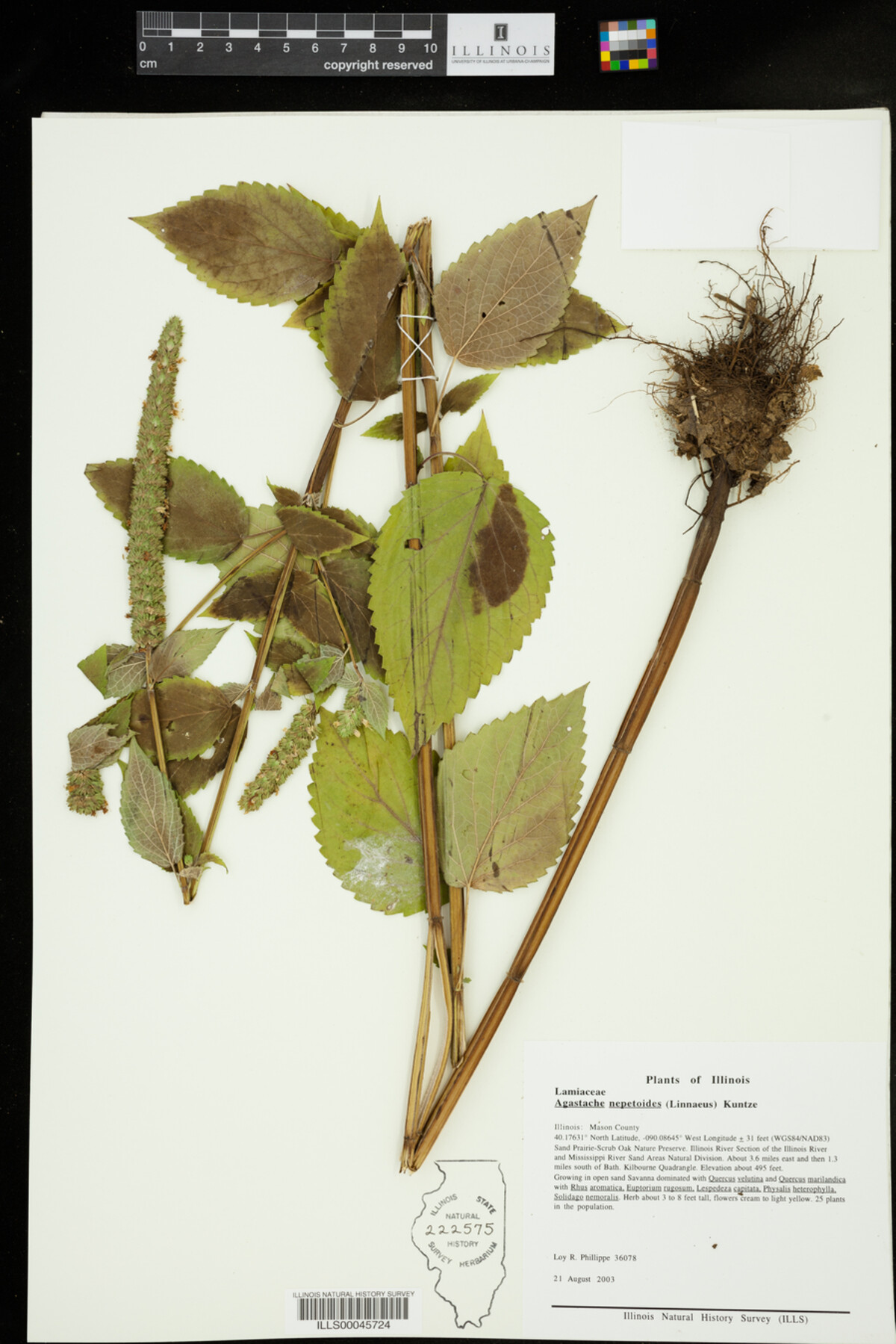 Agastache nepetoides image