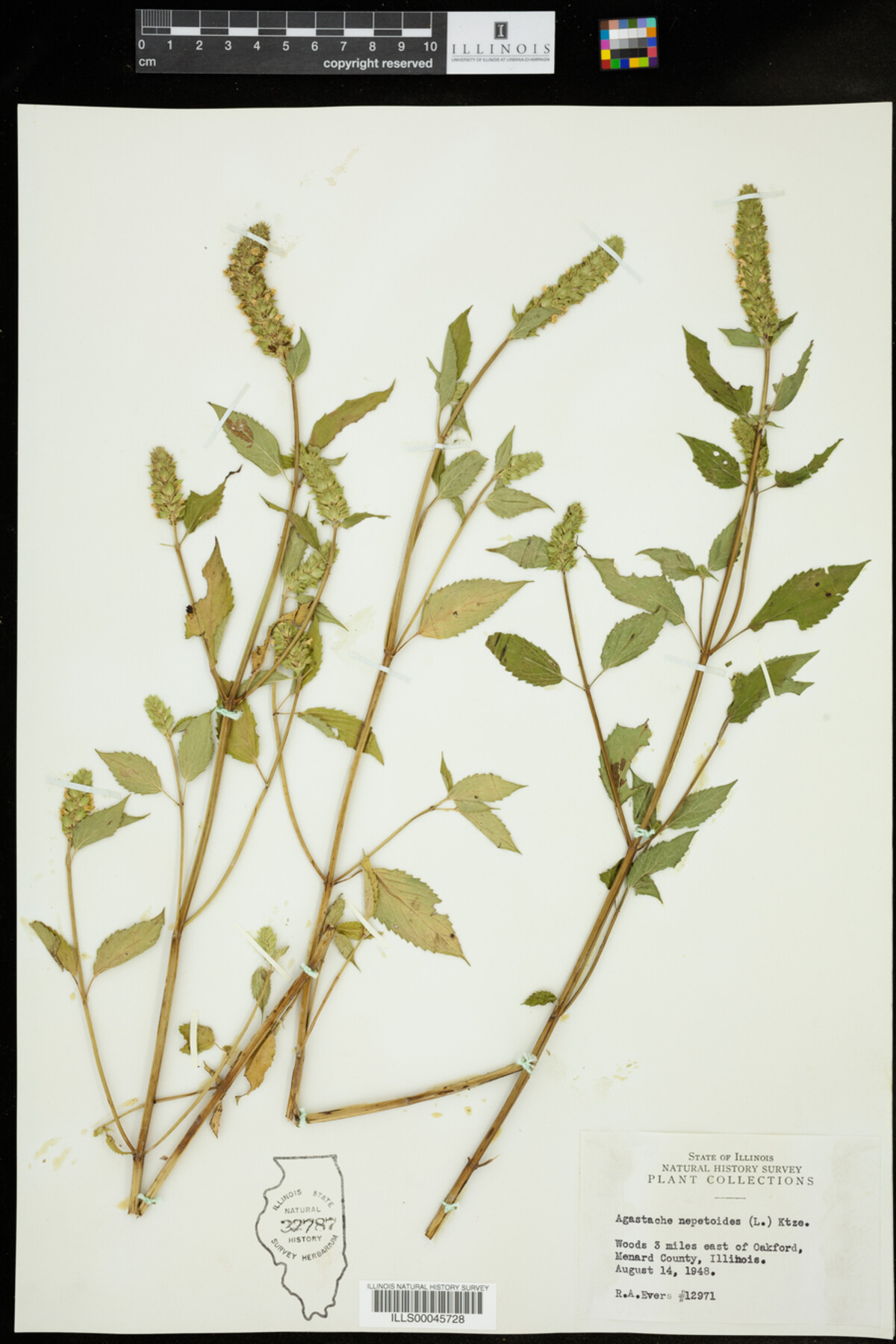 Agastache image