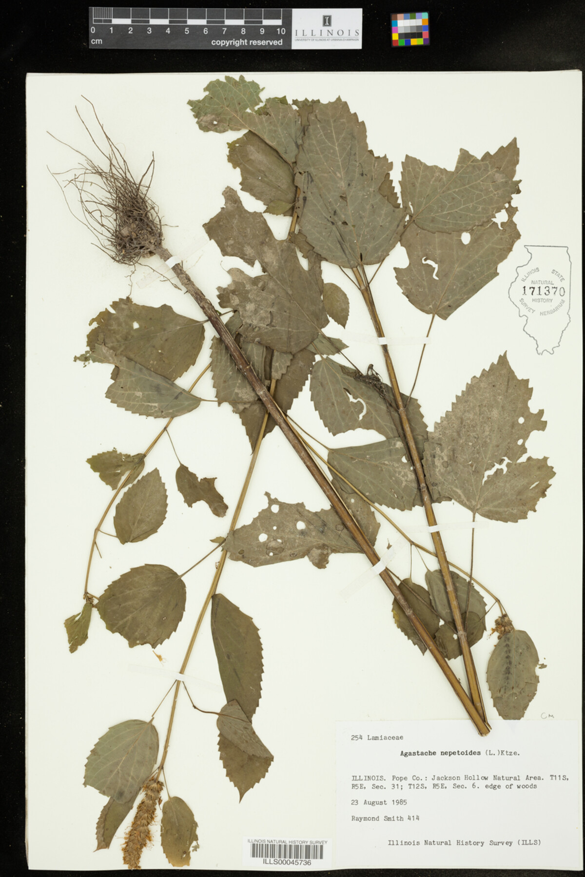 Agastache nepetoides image