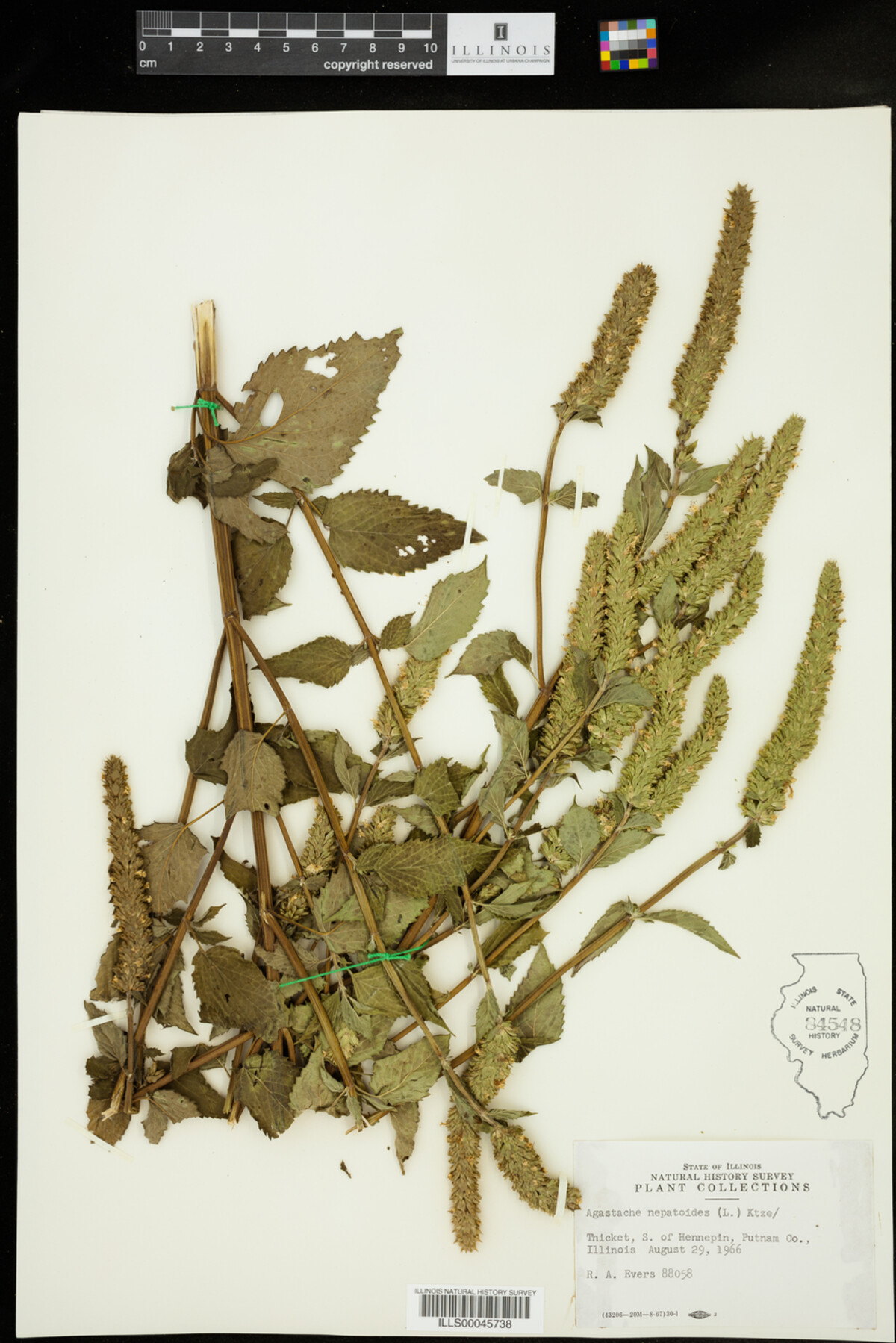 Agastache image