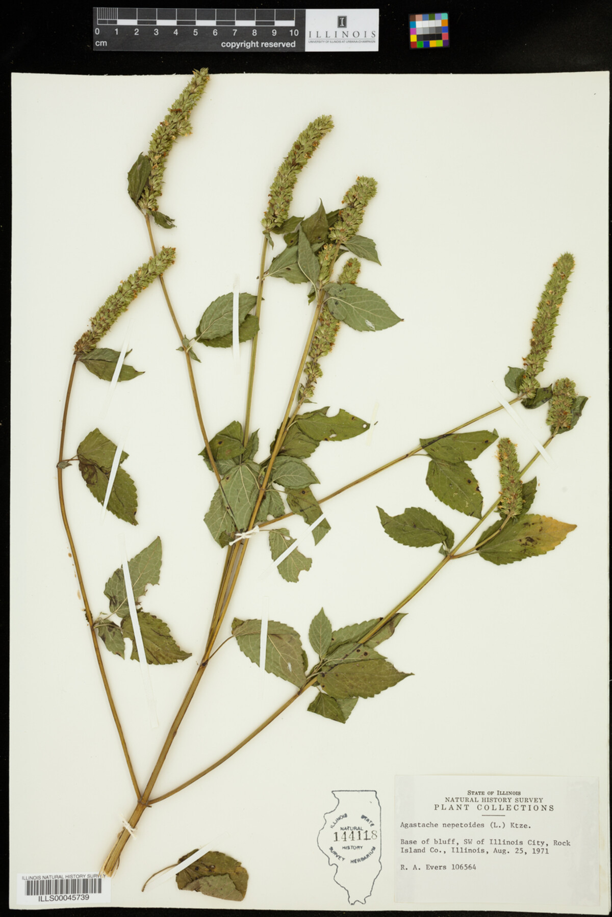 Agastache nepetoides image