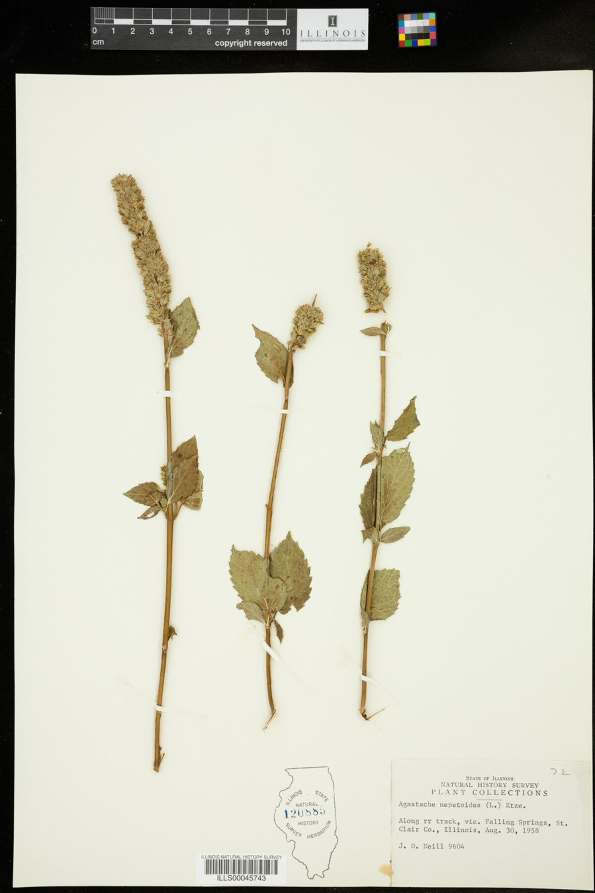 Agastache image