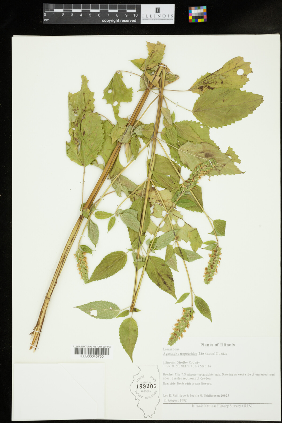 Agastache nepetoides image