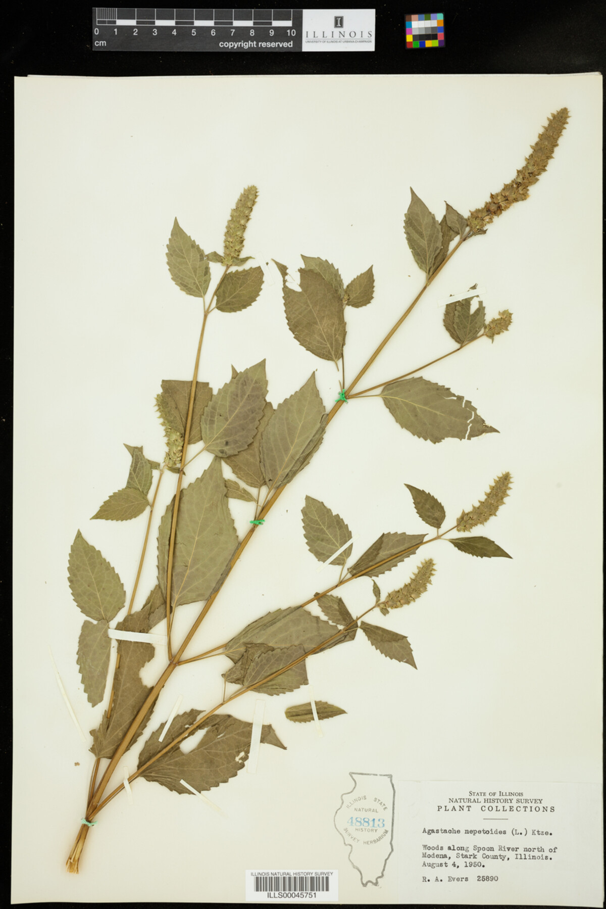 Agastache nepetoides image