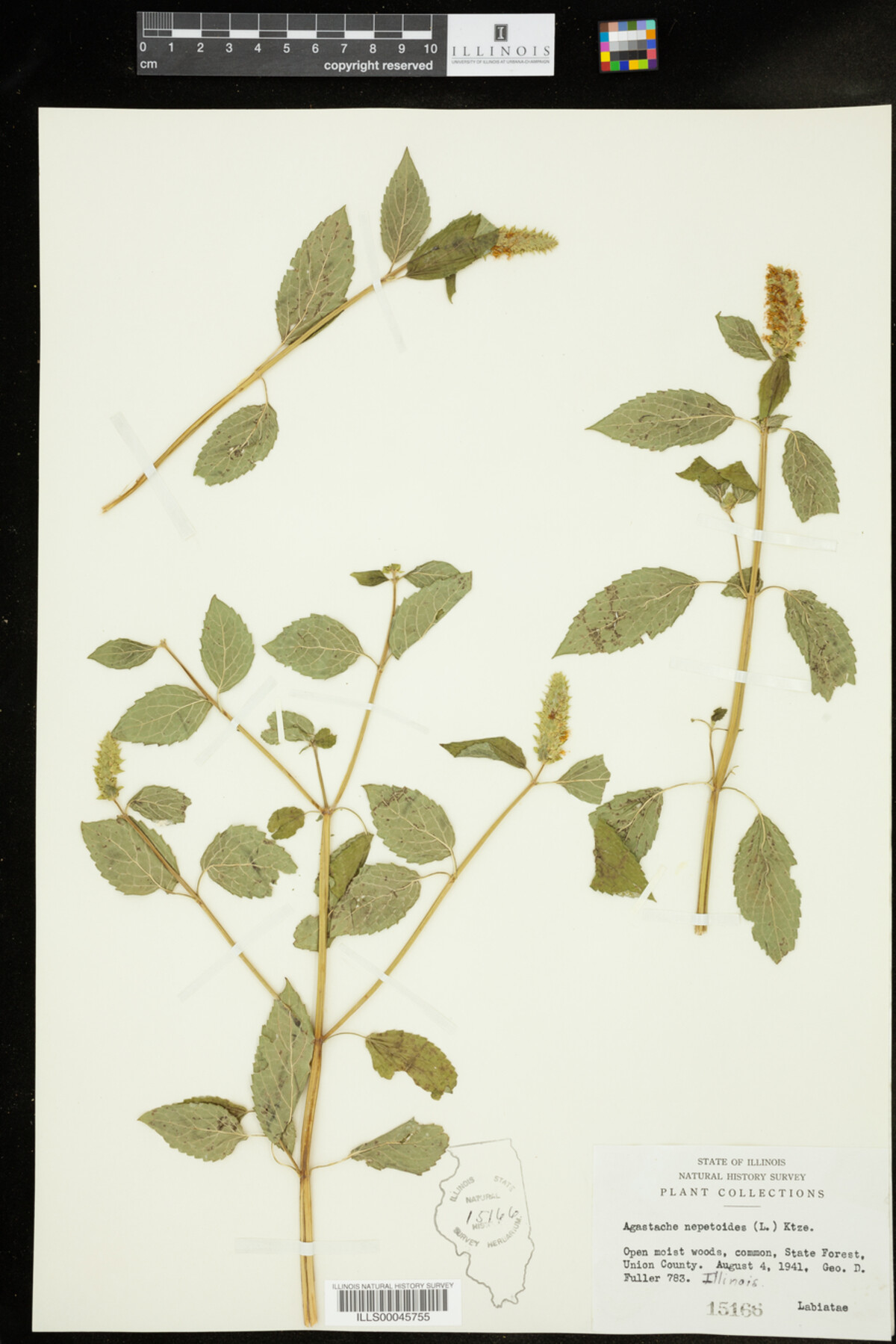 Agastache nepetoides image