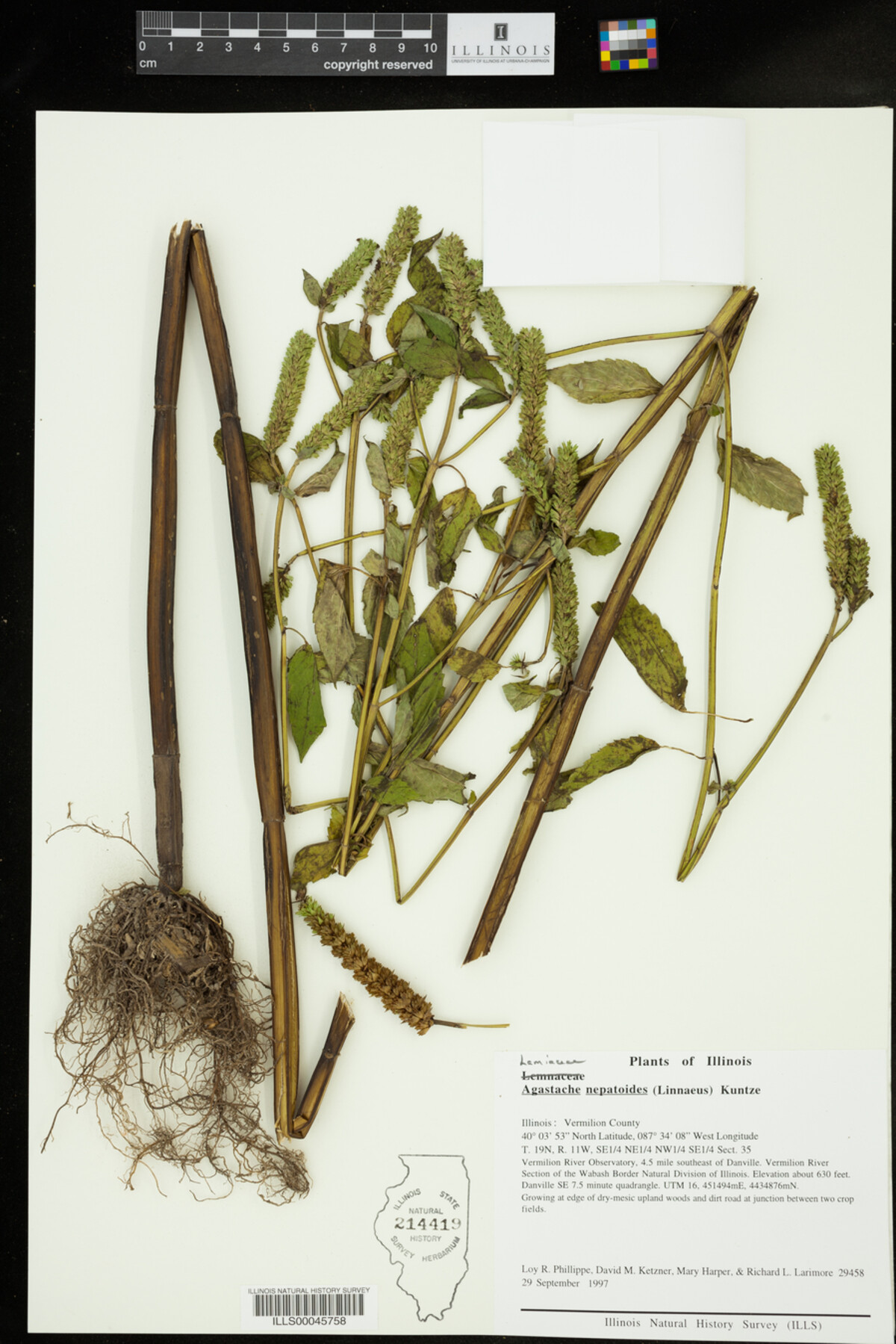 Agastache nepetoides image
