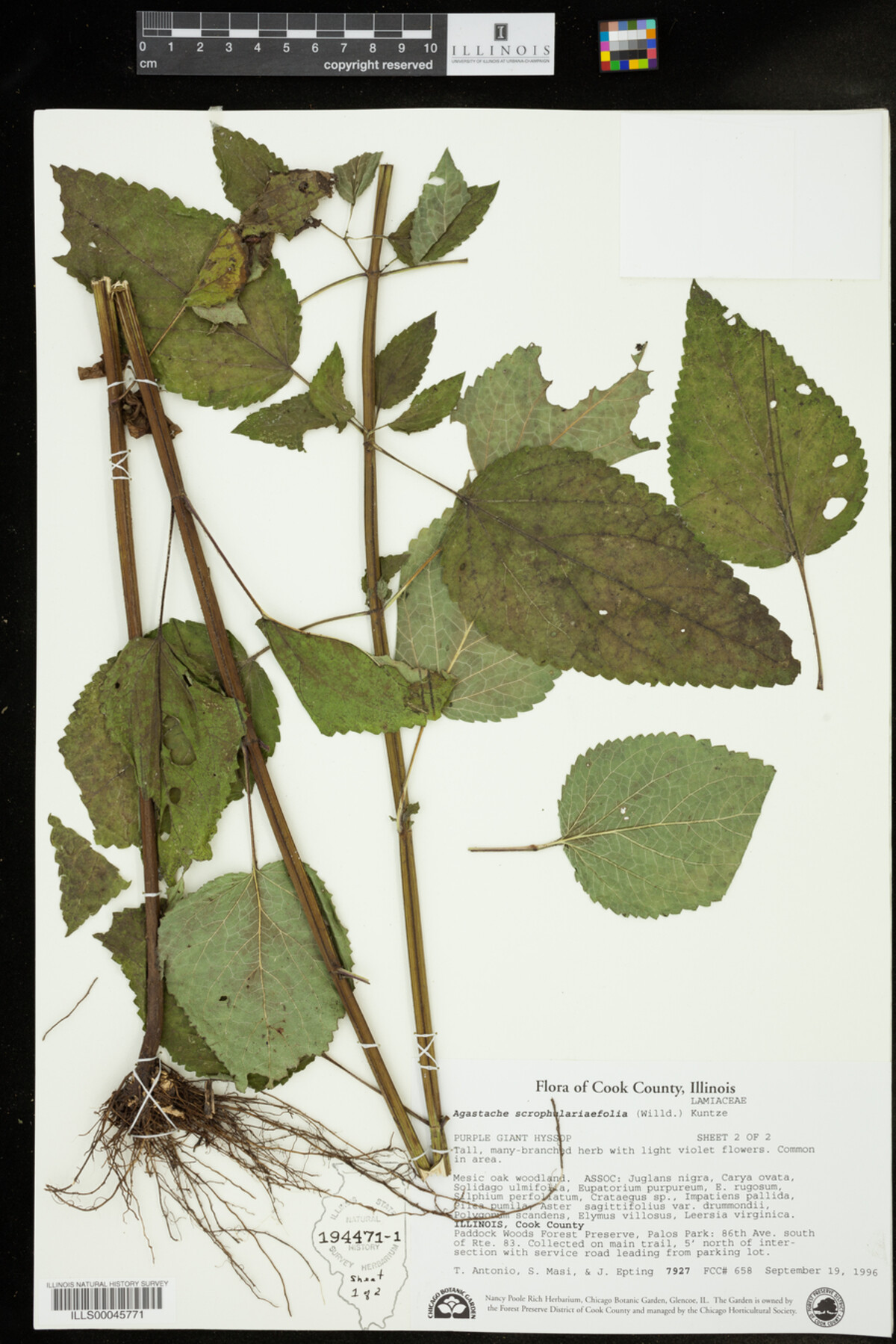 Agastache scrophulariifolia image
