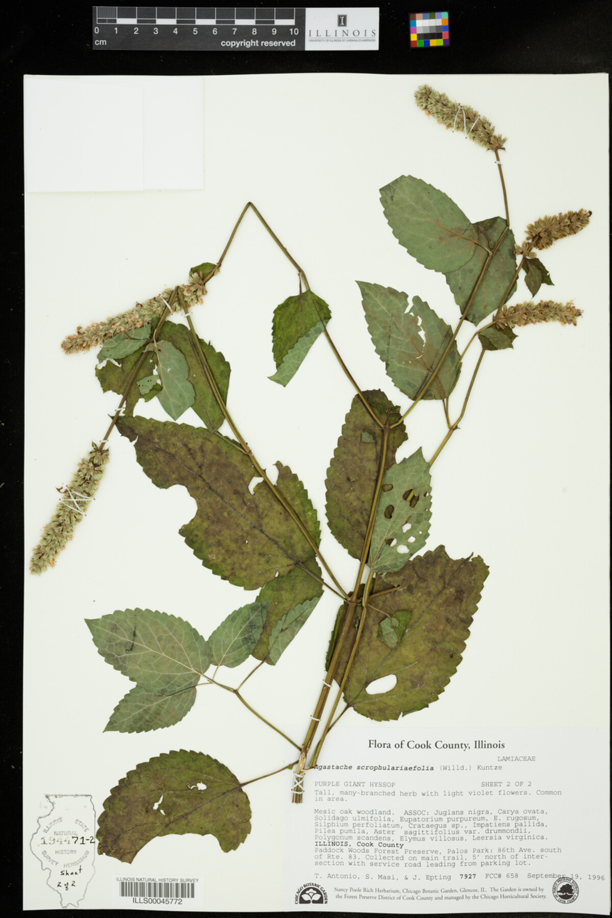 Agastache scrophulariifolia image
