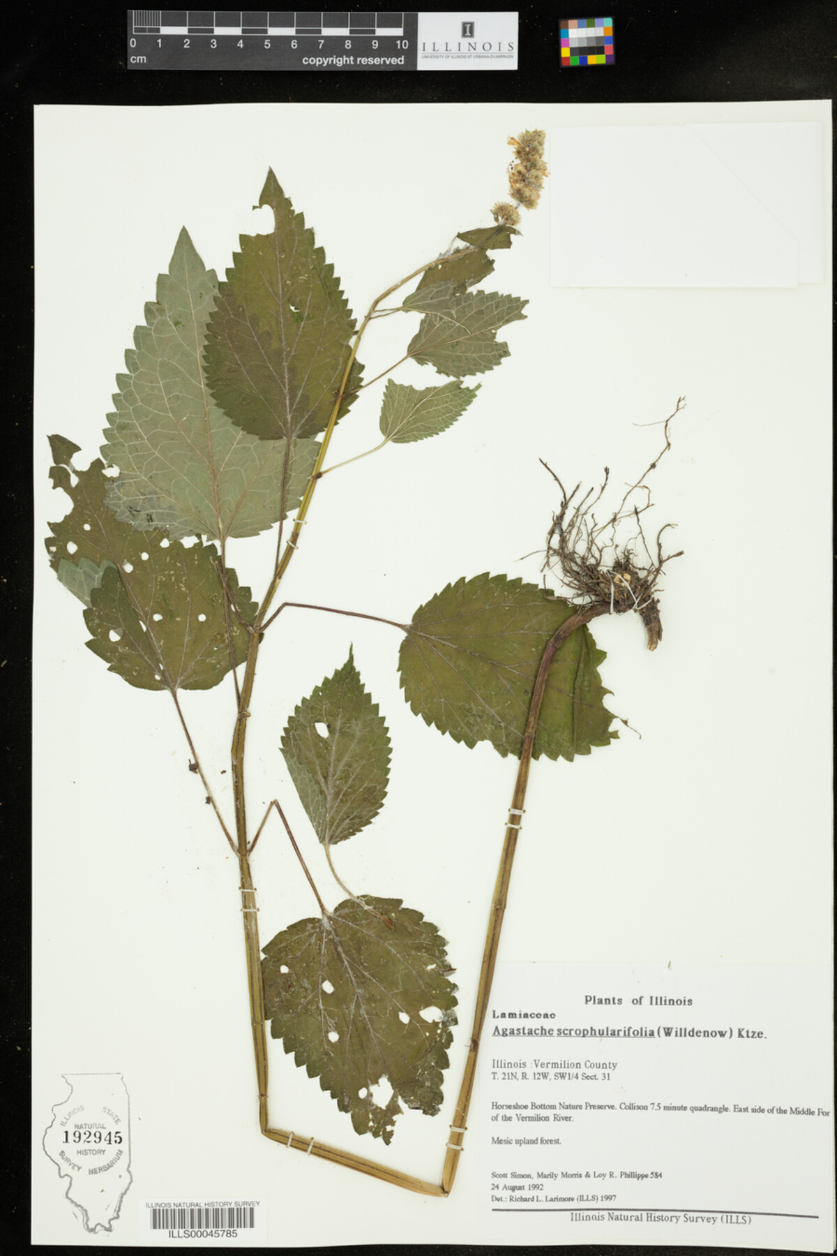 Agastache image