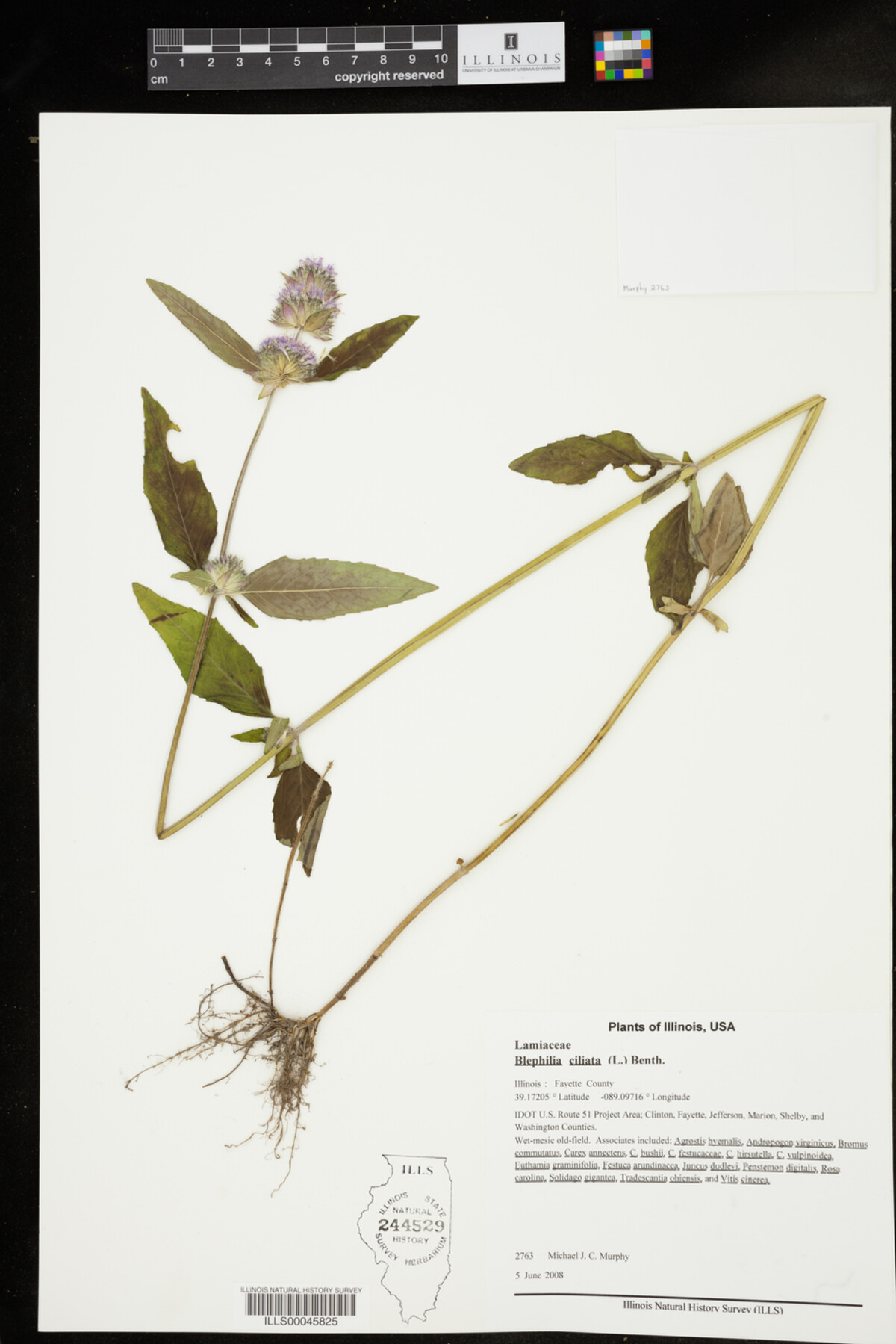 Blephilia ciliata image