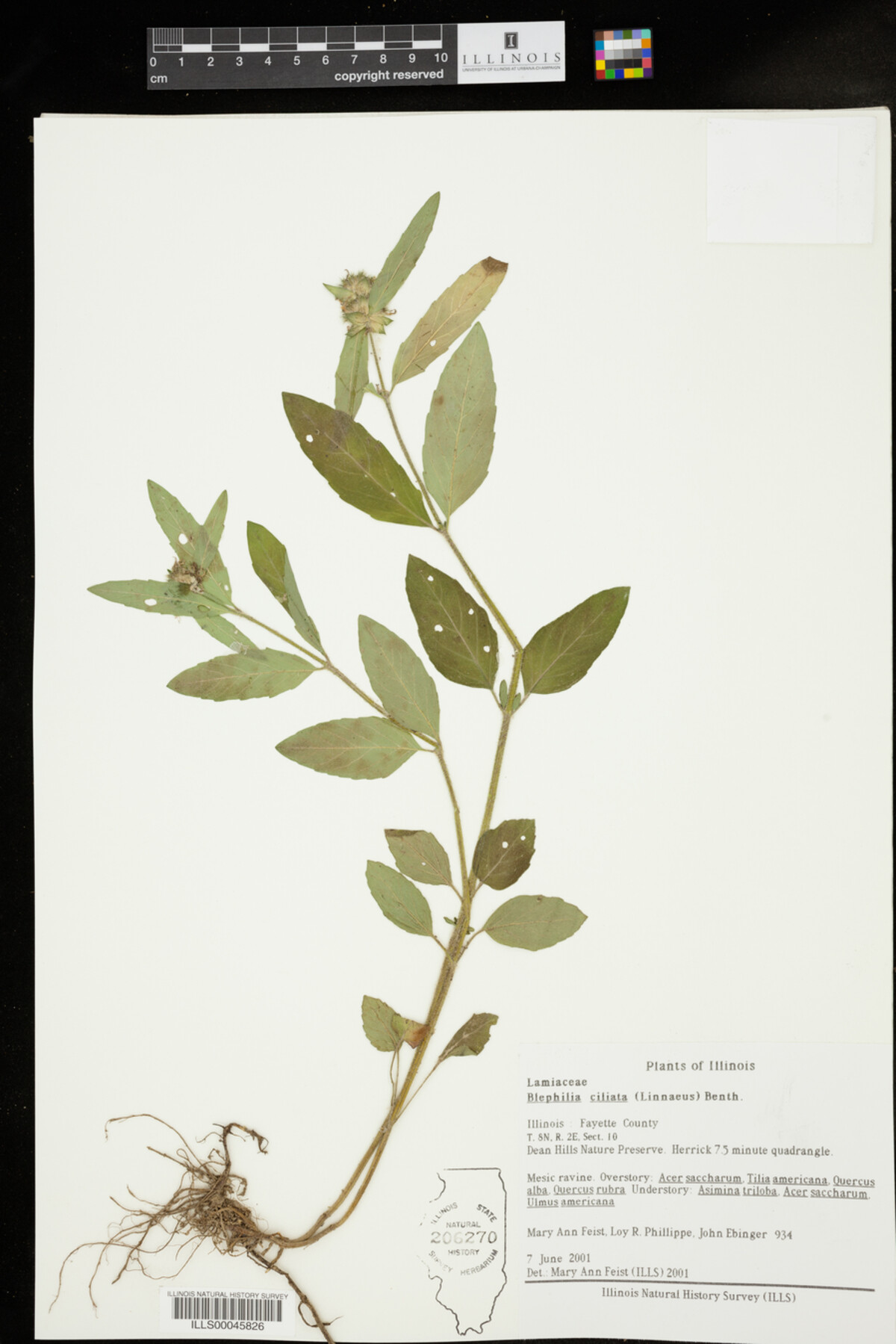 Blephilia ciliata image