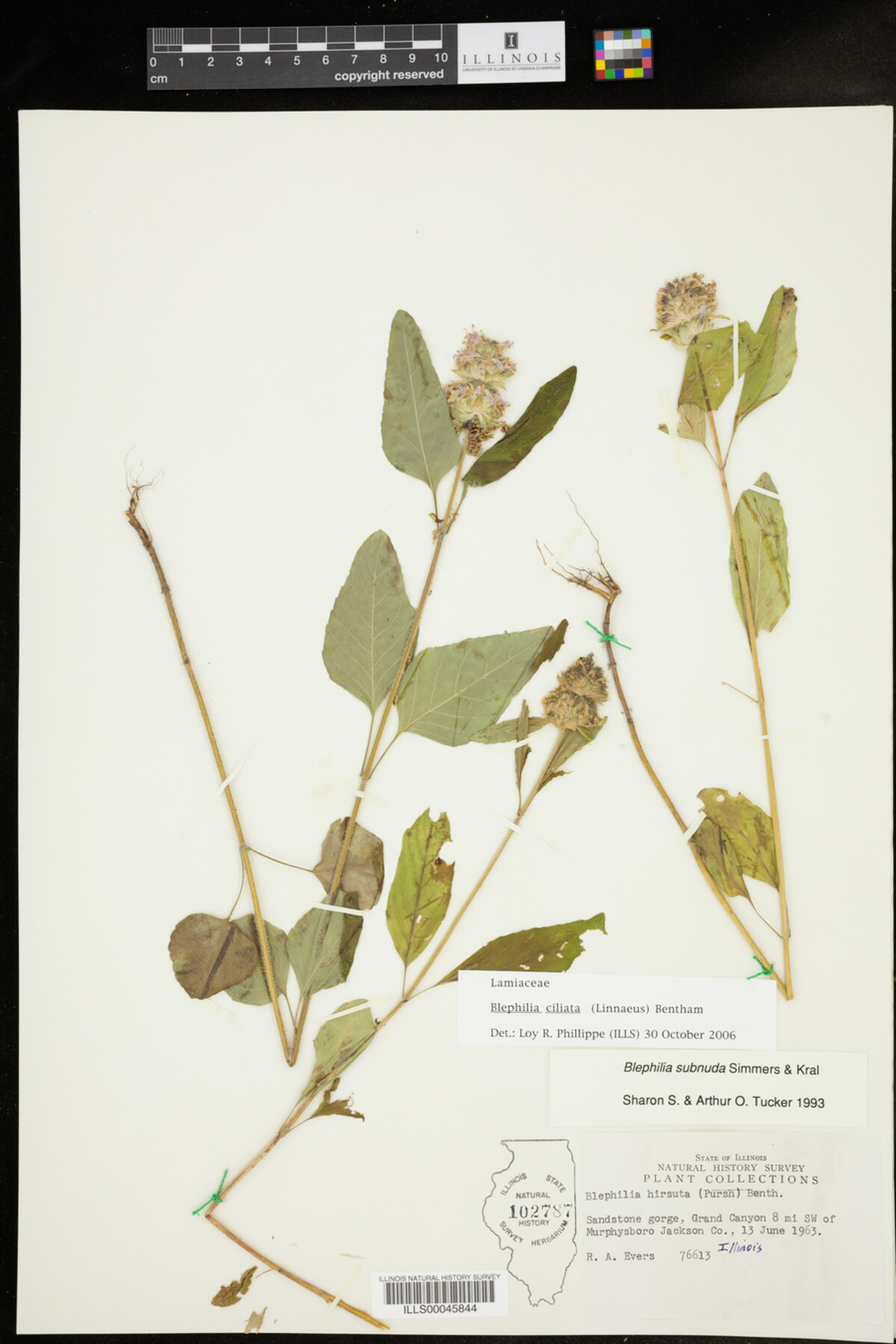 Lamiaceae image