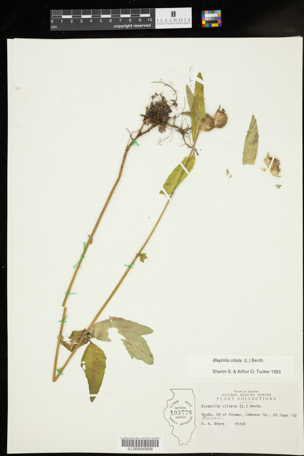Blephilia ciliata image