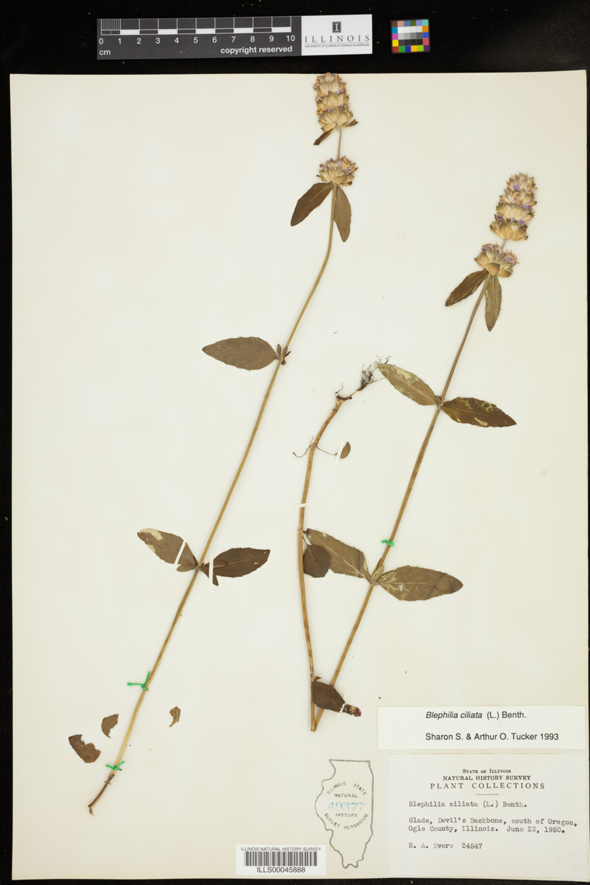 Blephilia ciliata image