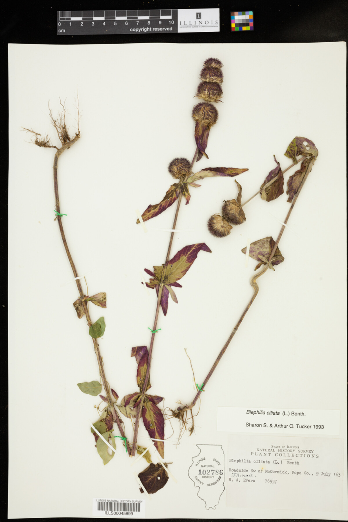 Blephilia ciliata image